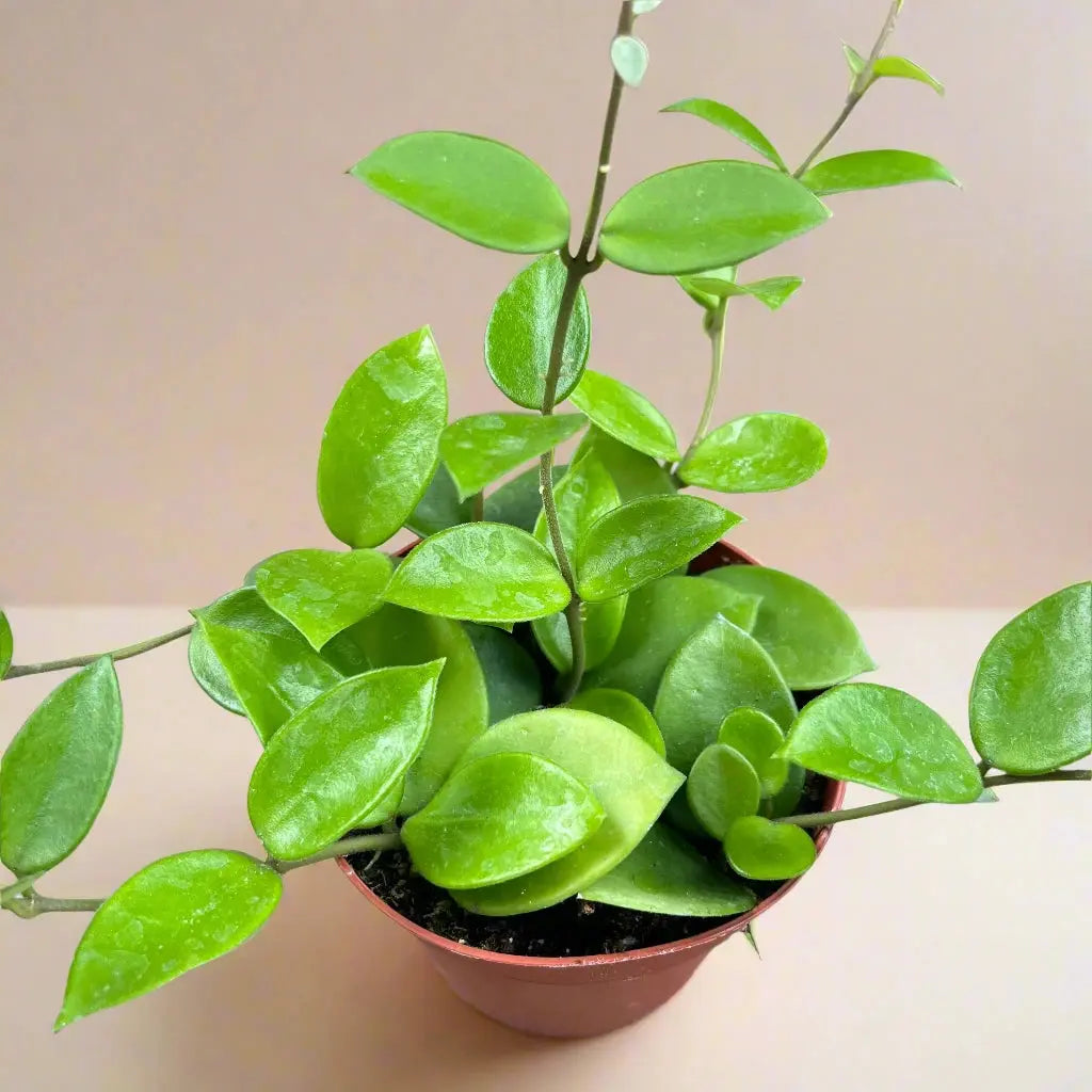 Hoya 'Chouke' House Plant Dropship Botani Haven