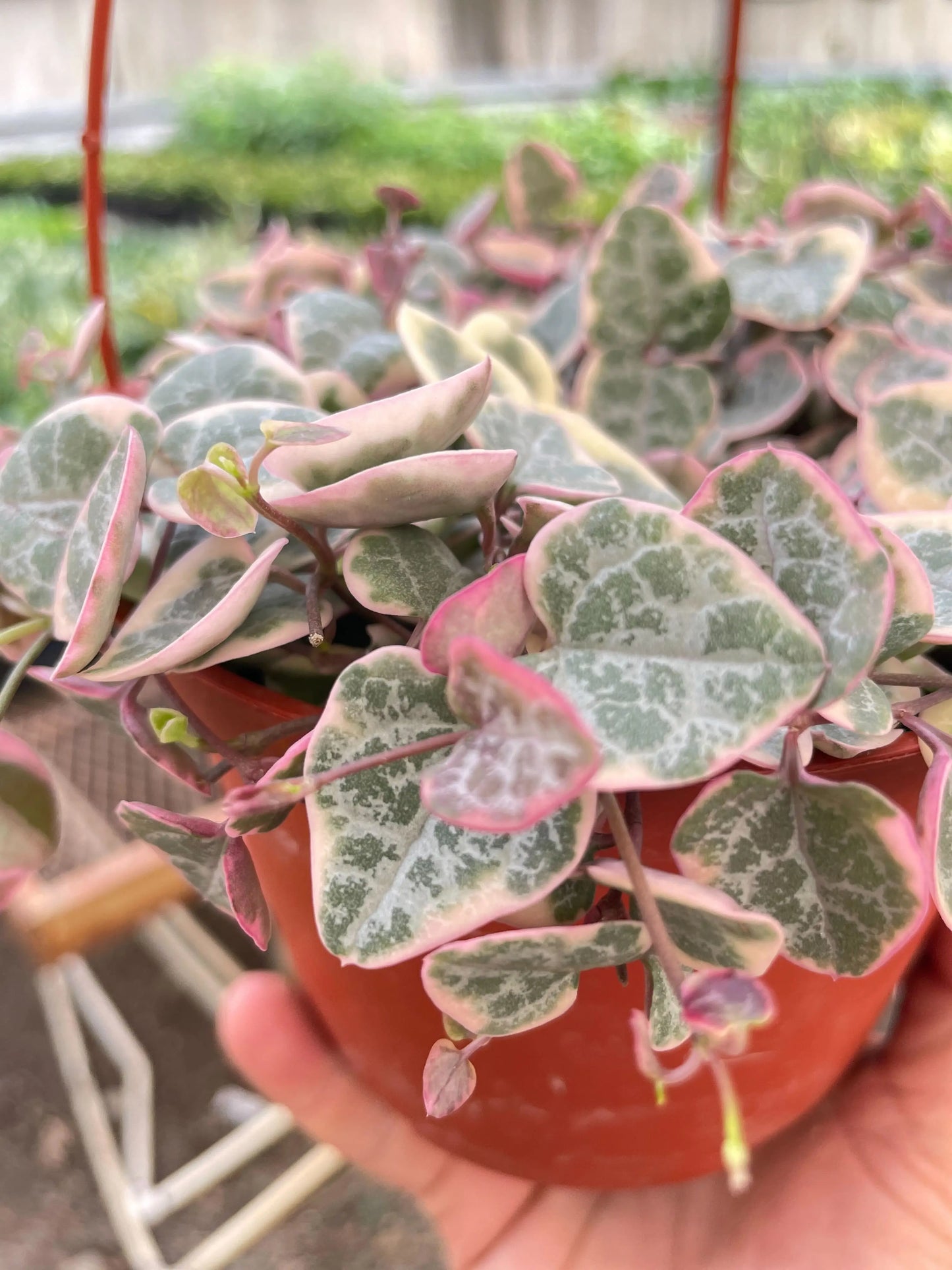 String of Hearts Variegated House Plant Dropship Botani Haven