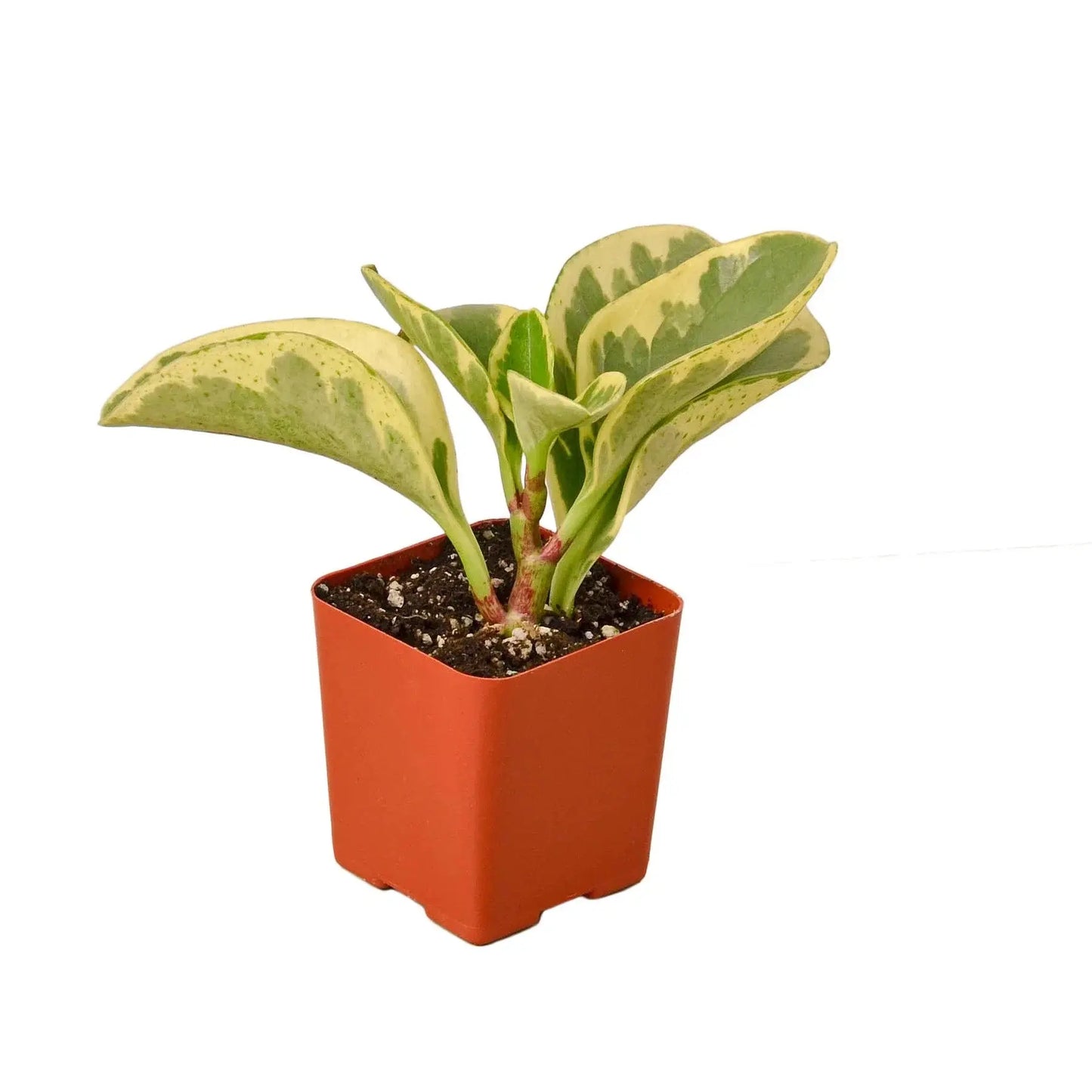 Peperomia 'Marble' House Plant Dropship Botani Haven