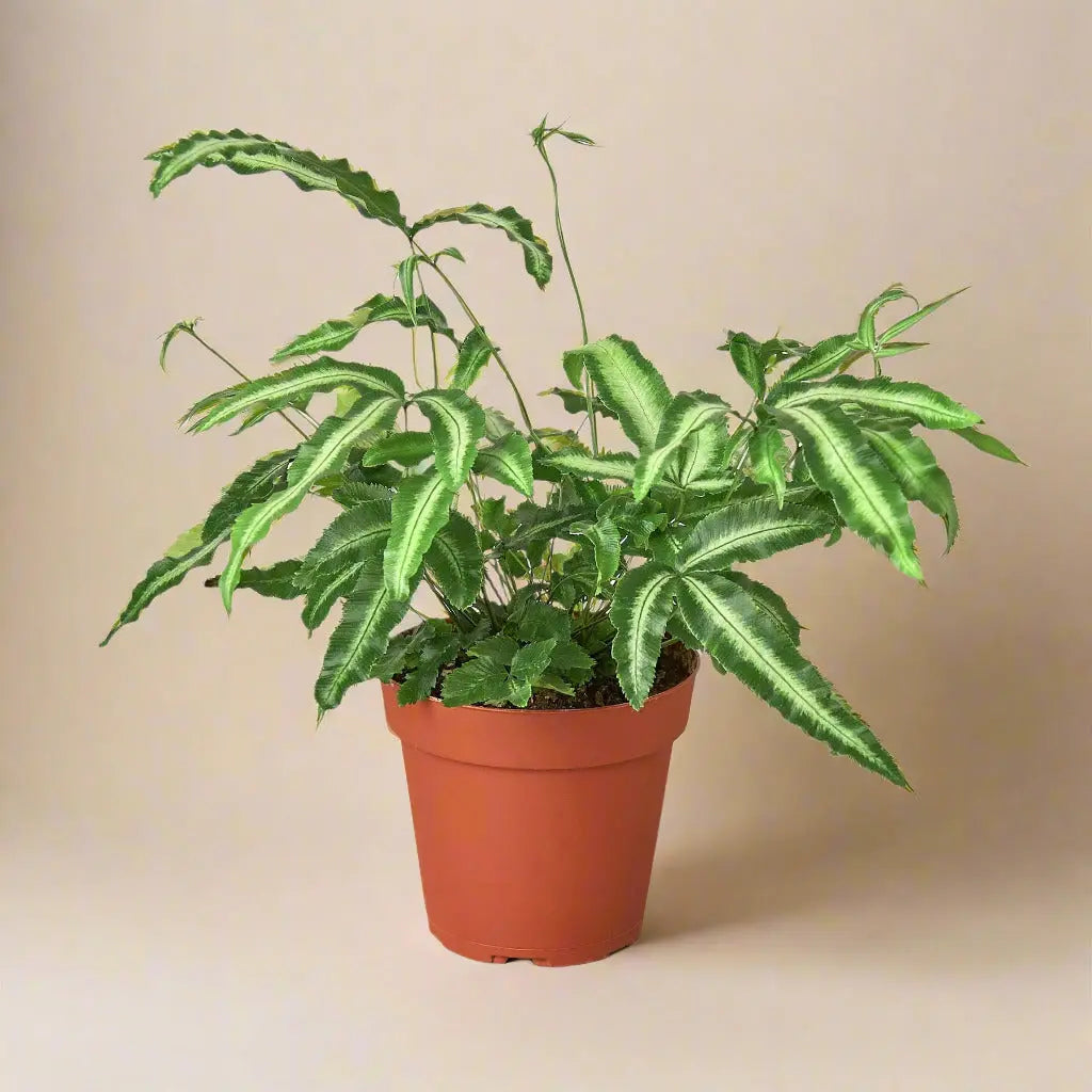 Pteris Cretica 'Albo Fern' House Plant Dropship Botani Haven