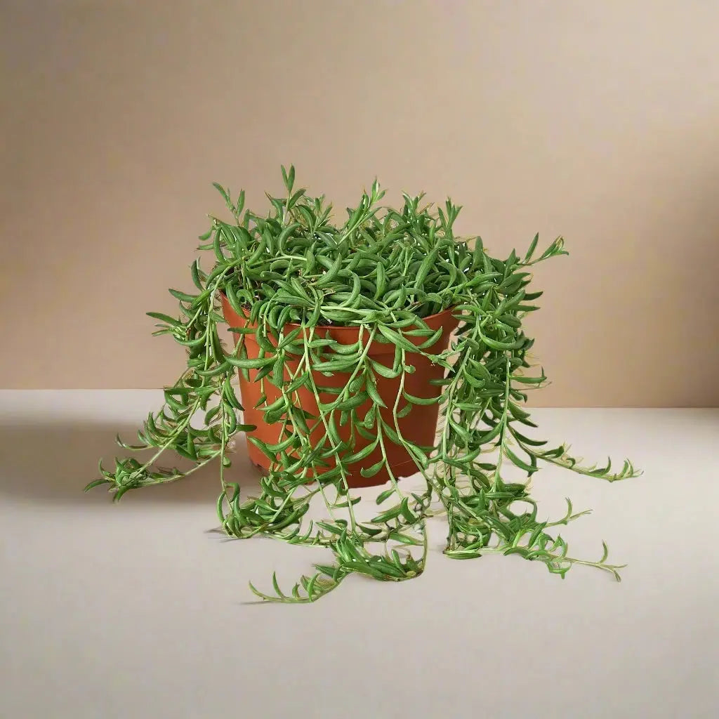 Succulent 'String of Bananas' House Plant Dropship Botani Haven