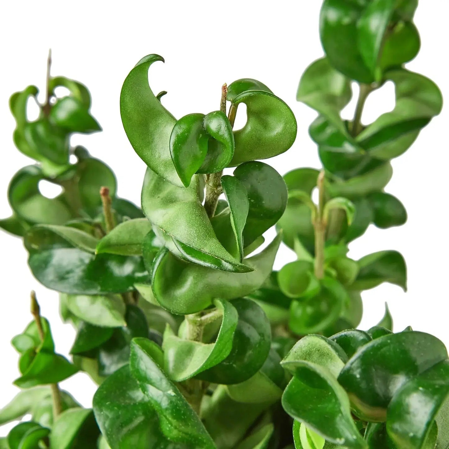 Hoya 'Rope Plant' House Plant Dropship Botani Haven