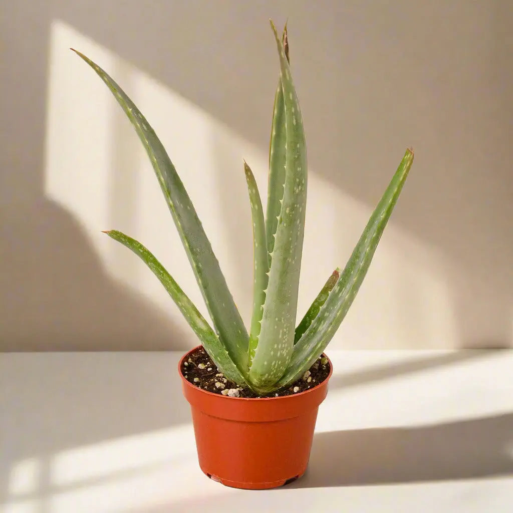 Aloe Vera House Plant Dropship Botani Haven