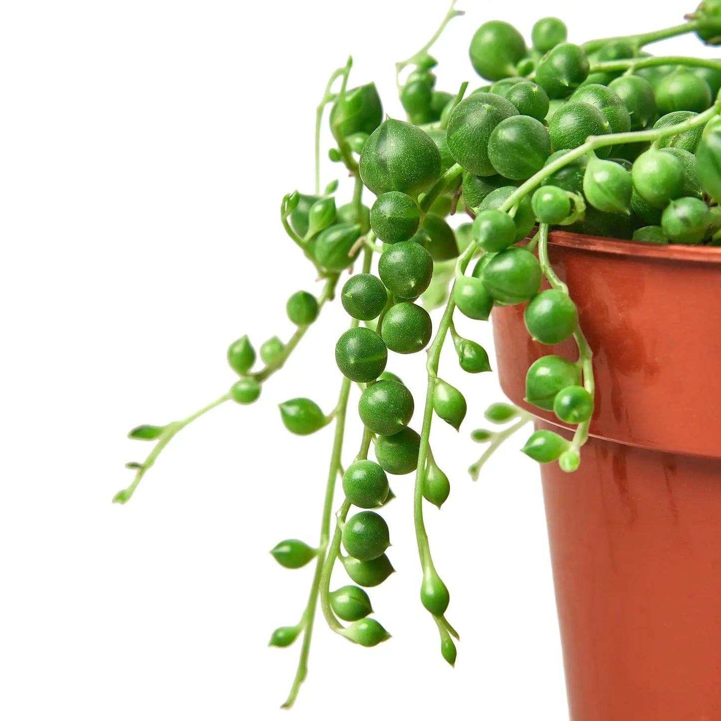 Succulent 'String of Pearls' House Plant Dropship Botani Haven