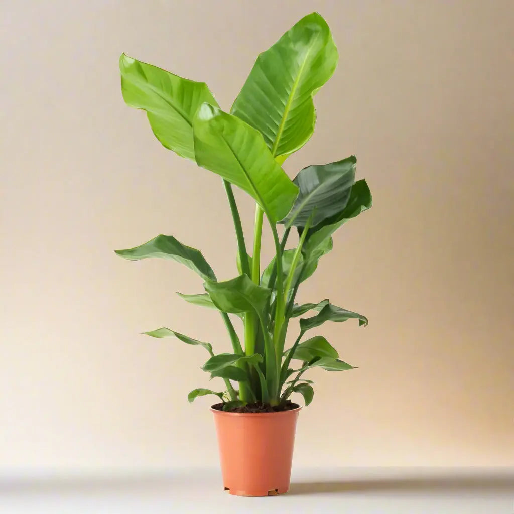 White Bird of Paradise 'Strelitzia Nicolai' House Plant Dropship Botani Haven