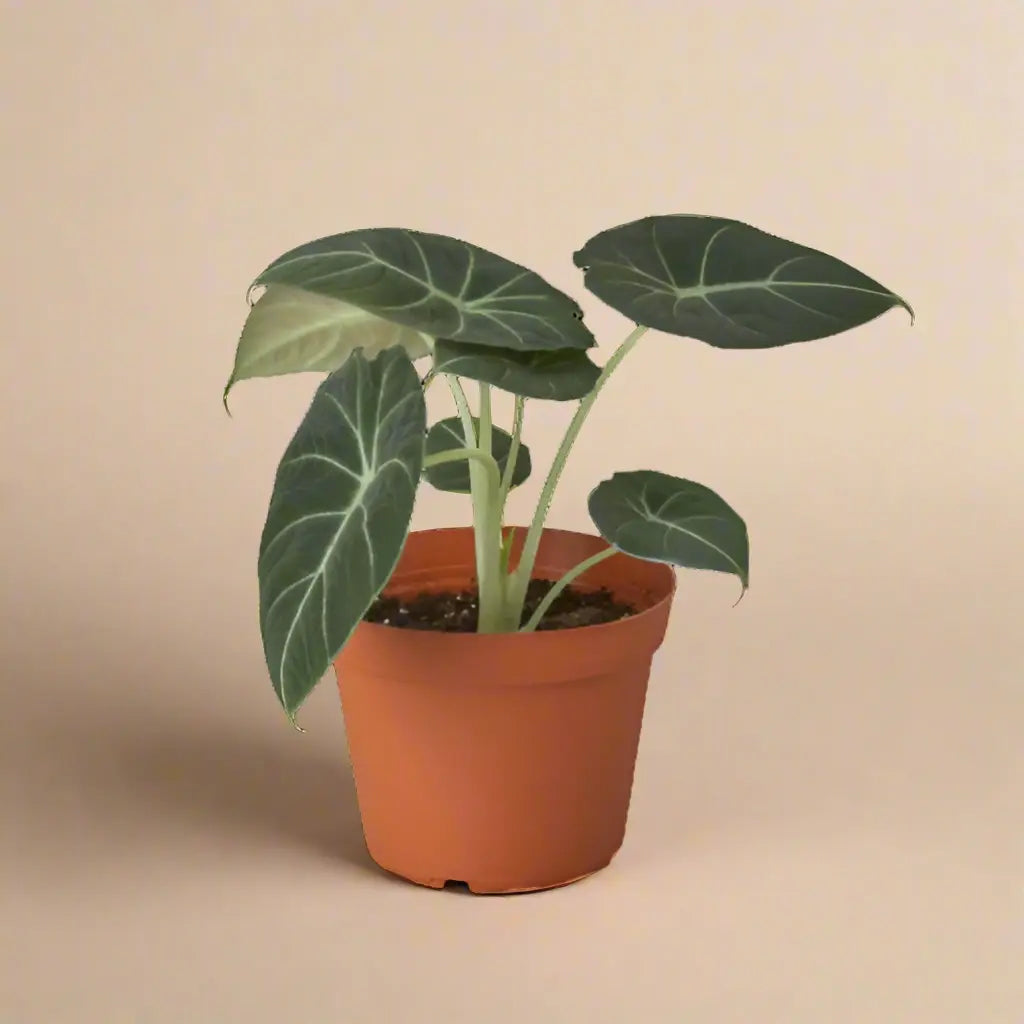 Alocasia Reginula 'Black Velvet' House Plant Dropship Botani Haven