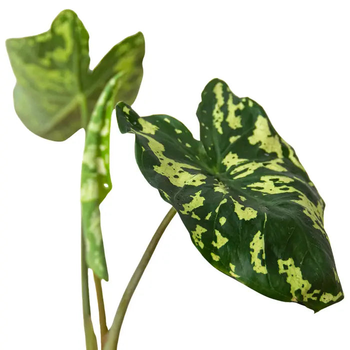 Alocasia 'Hilo Beauty' House Plant Dropship Botani Haven