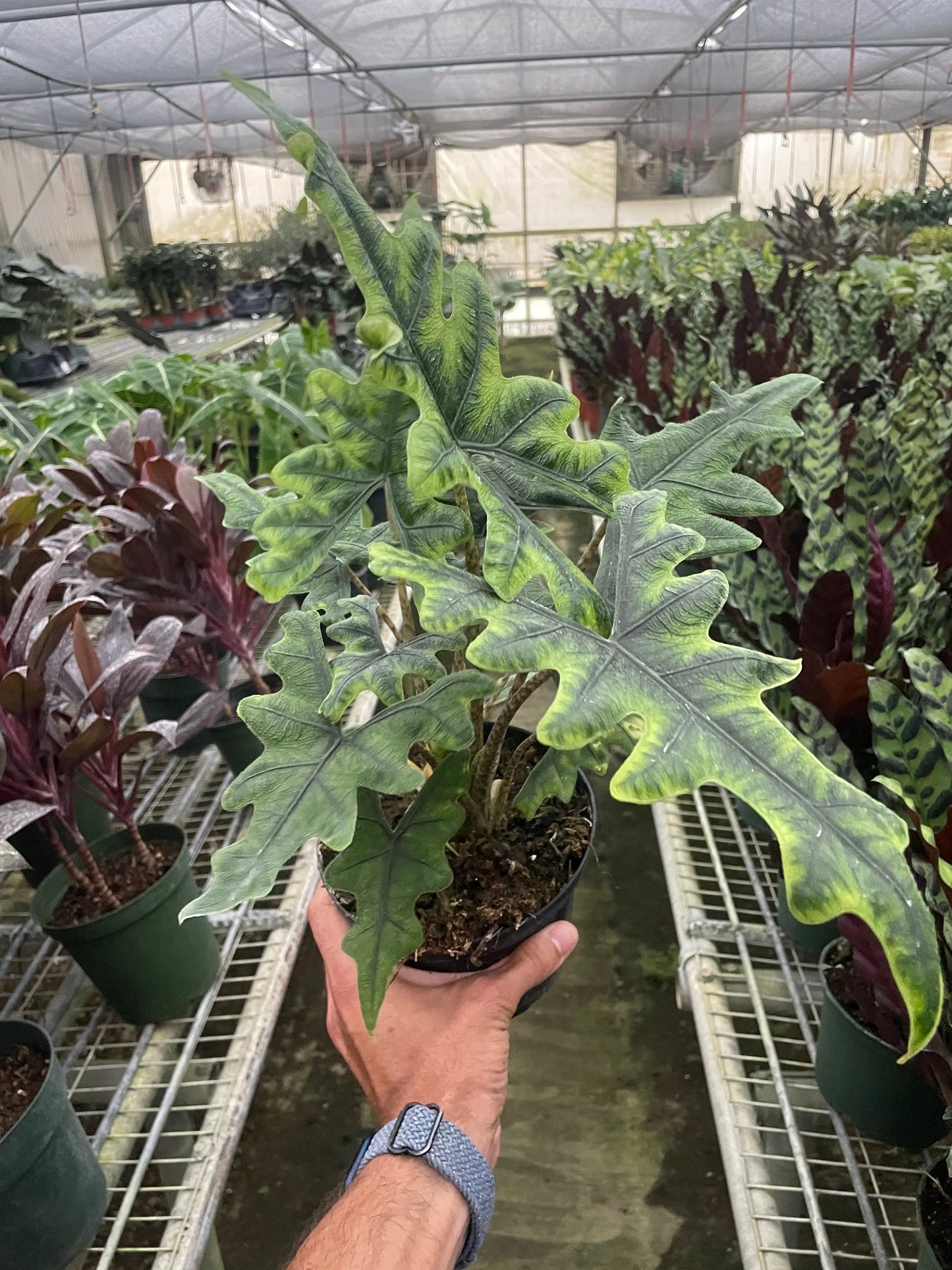 Alocasia 'Jacklyn' House Plant Dropship Botani Haven