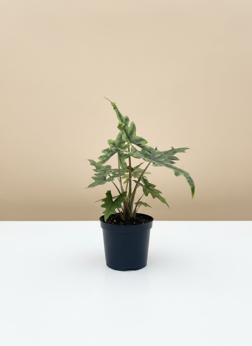 Alocasia 'Jacklyn' House Plant Dropship Botani Haven