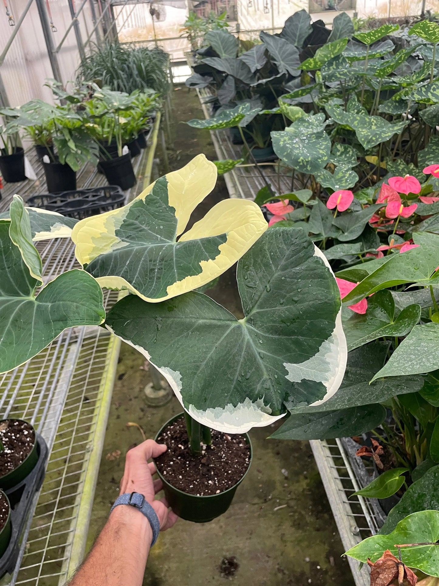 Alocasia 'Mickey Mouse' (Xanthosoma sagittifolium 'Variegatum Monstrosum') House Plant Dropship Botani Haven