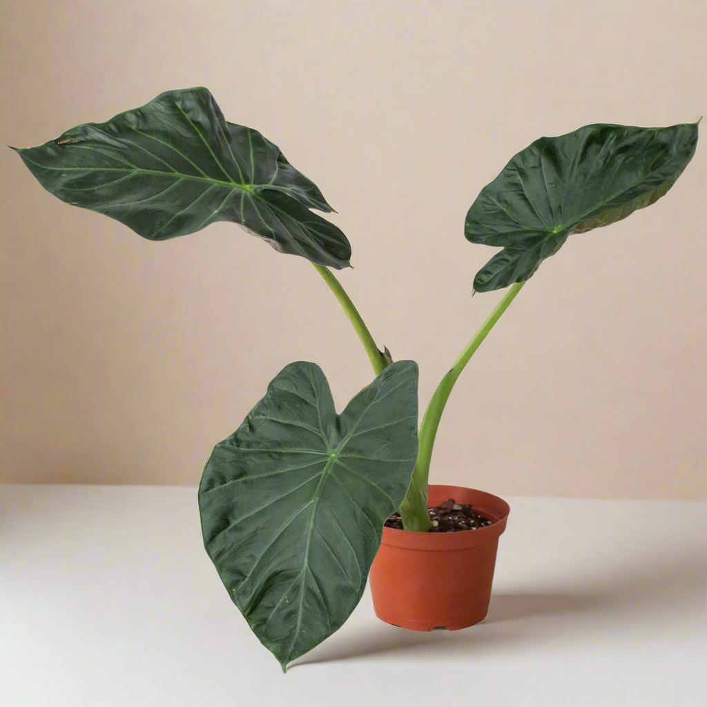 Alocasia 'Regal Shields' House Plant Dropship Botani Haven
