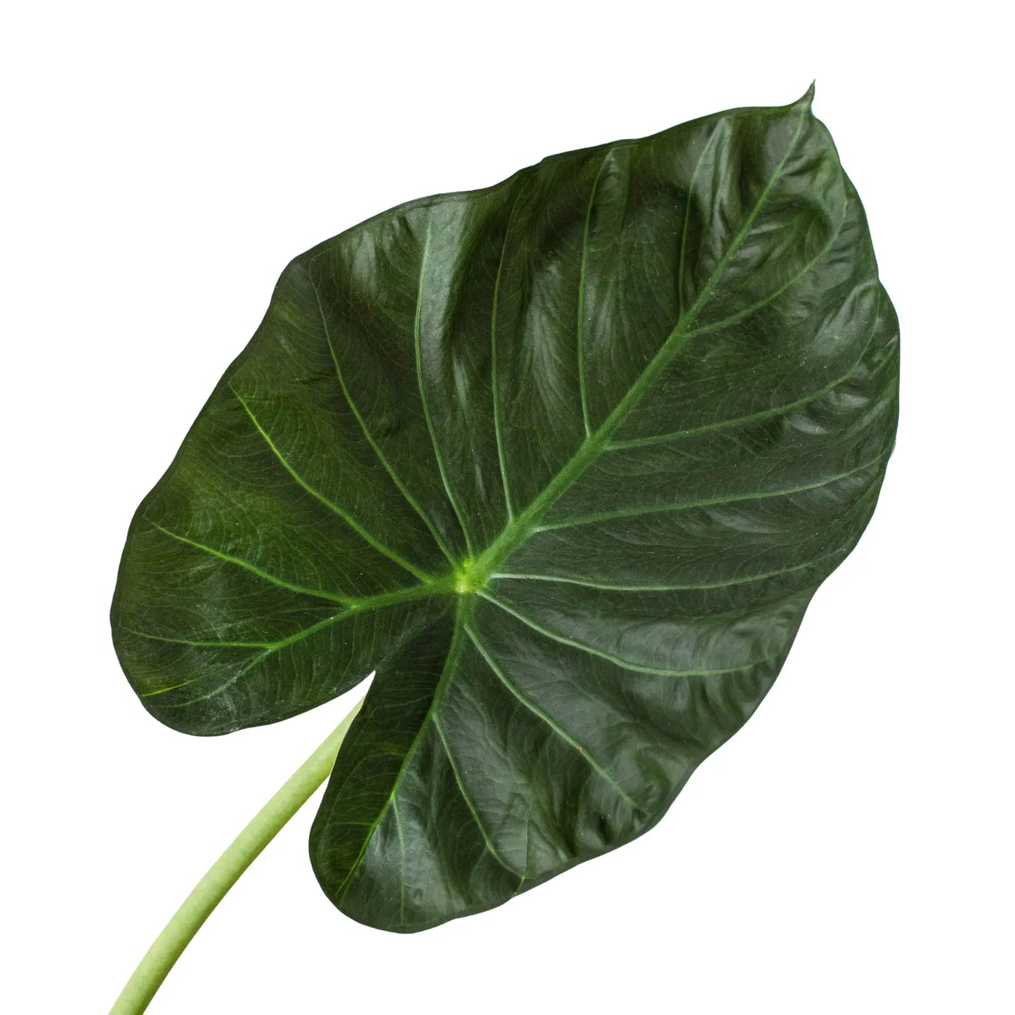 Alocasia 'Regal Shields' House Plant Dropship Botani Haven