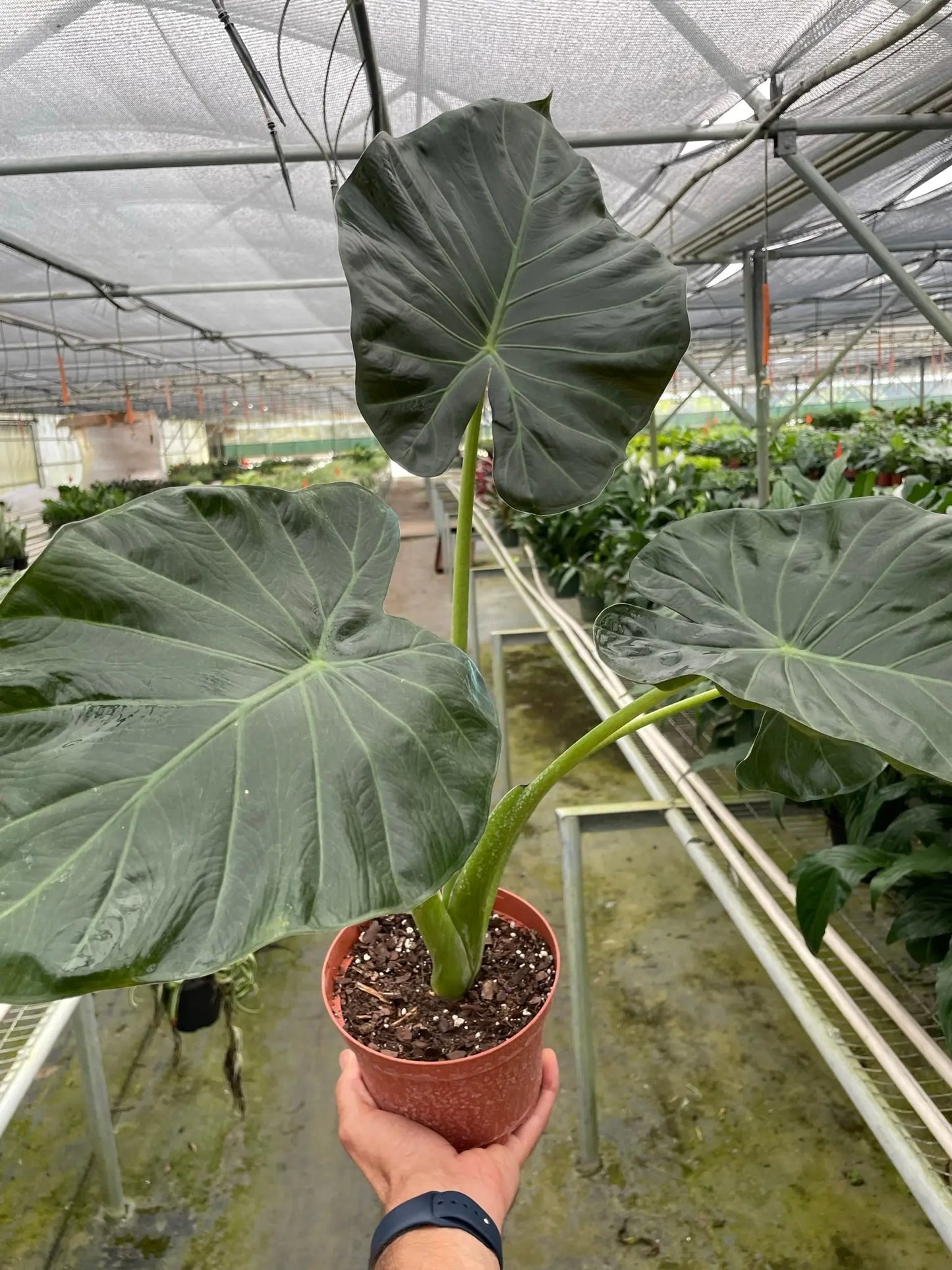 Alocasia 'Regal Shields' House Plant Dropship Botani Haven
