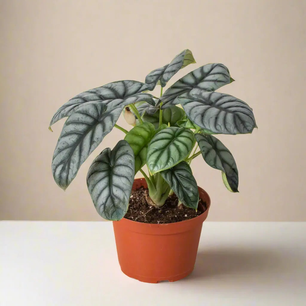 Alocasia 'Silver Dragon' House Plant Dropship Botani Haven
