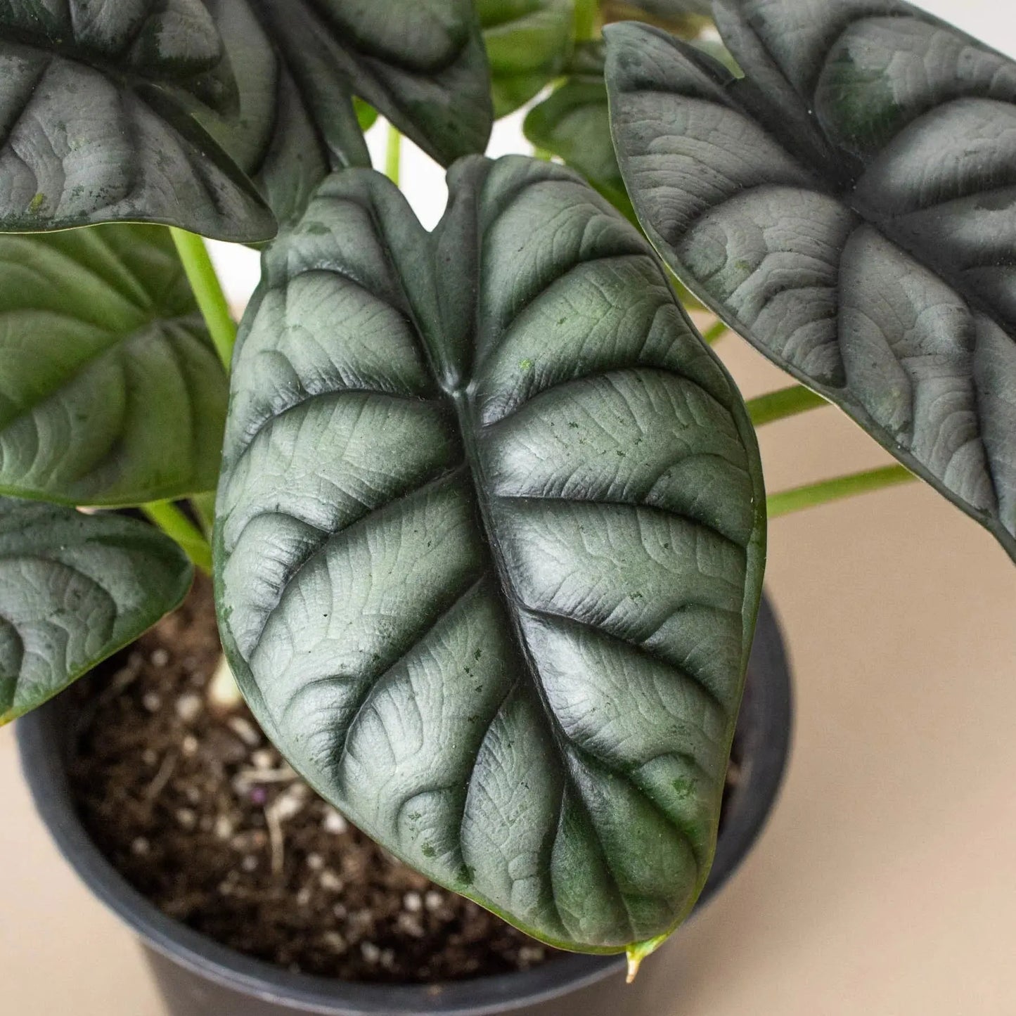 Alocasia 'Silver Dragon' House Plant Dropship Botani Haven