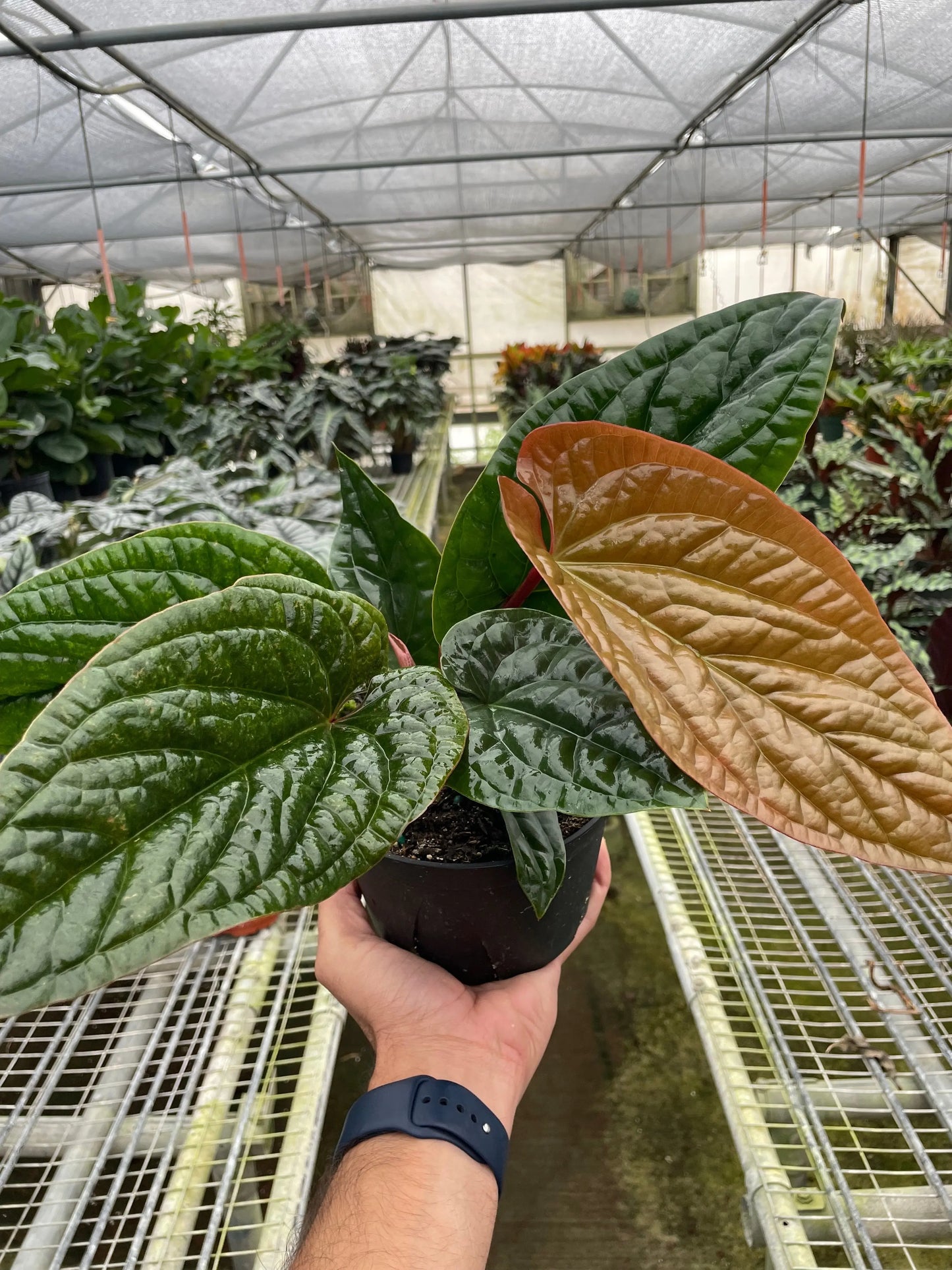 Anthurium 'Radicans x Luxurians' House Plant Dropship Botani Haven