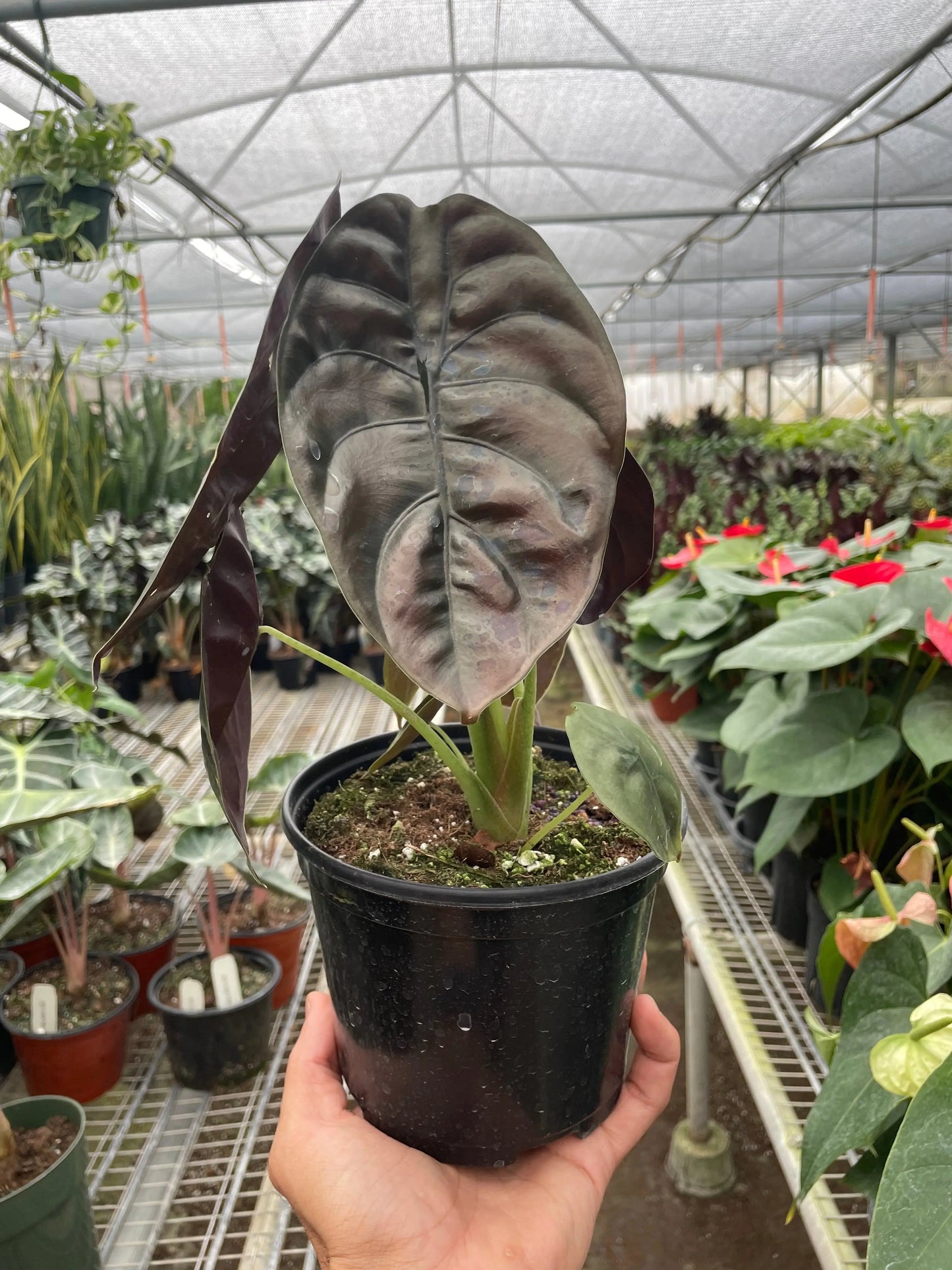 Alocasia 'Red Secret' House Plant Dropship Botani Haven