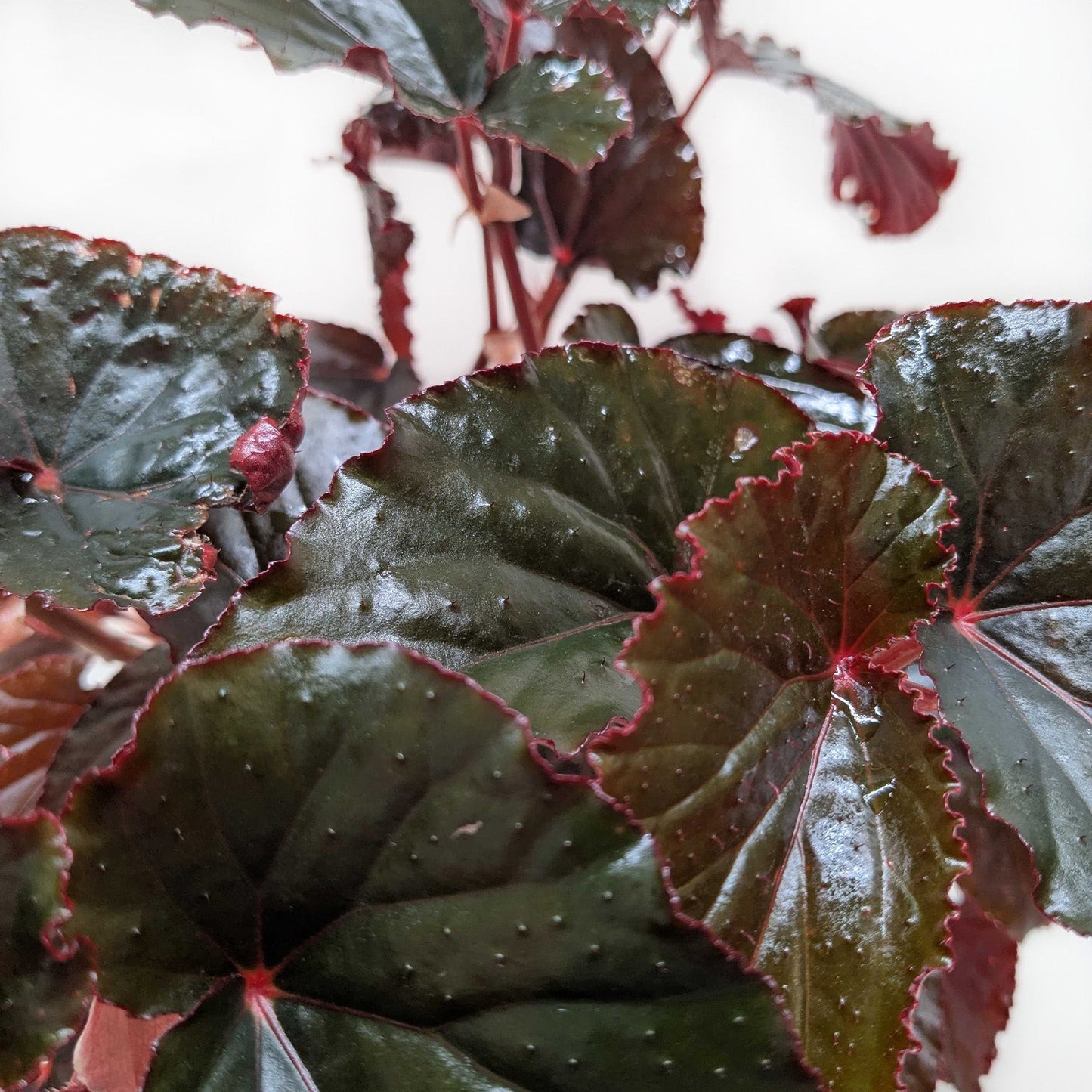 Begonia 'Black Magic' House Plant Dropship Botani Haven