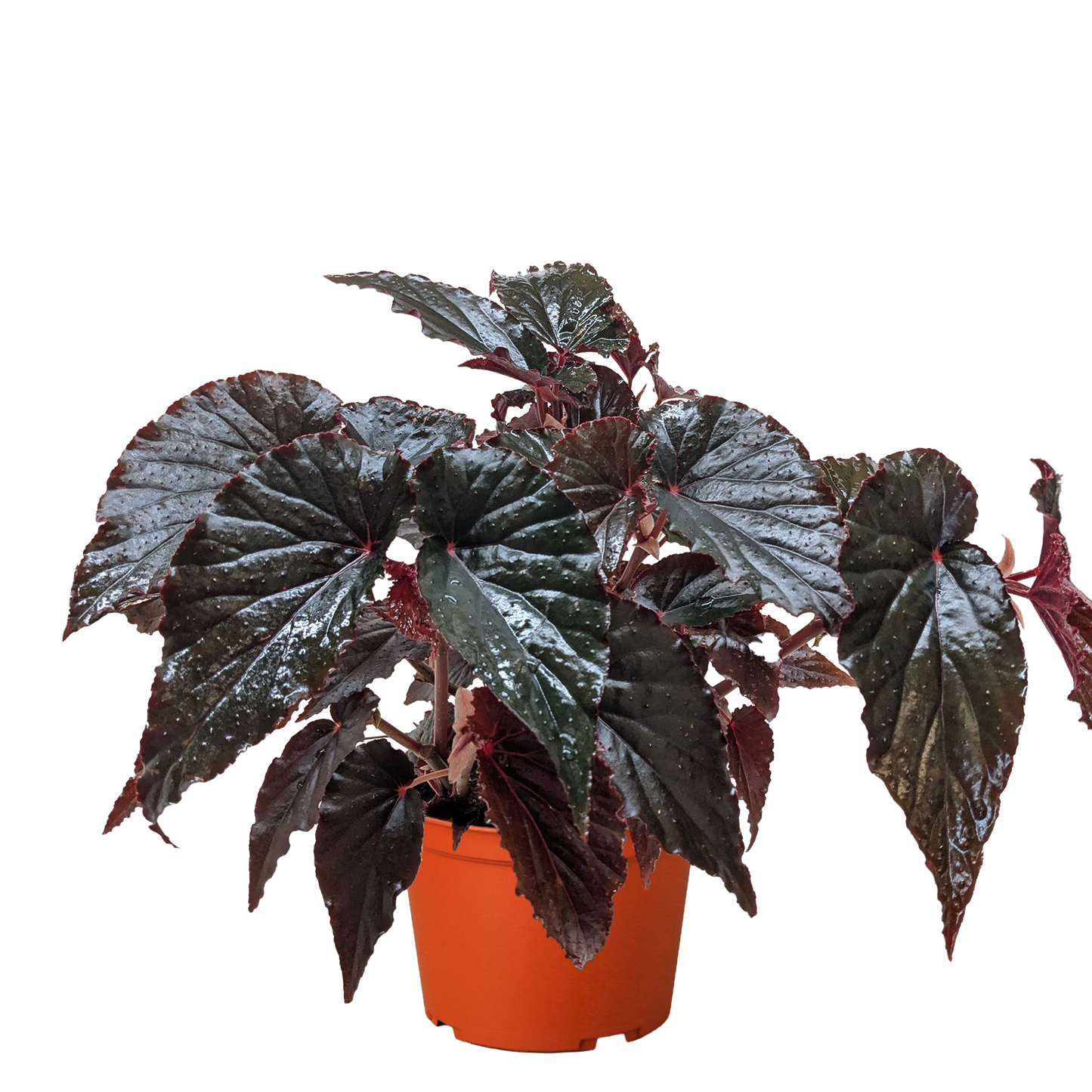 Begonia 'Black Magic' House Plant Dropship Botani Haven