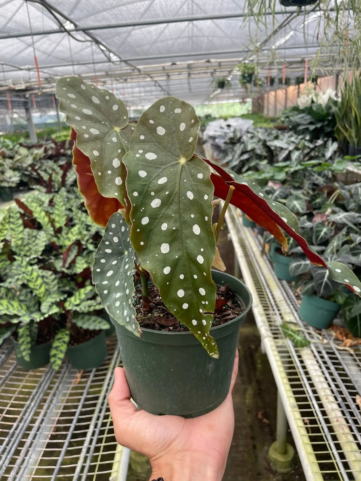 Begonia 'Maculata' House Plant Dropship Botani Haven