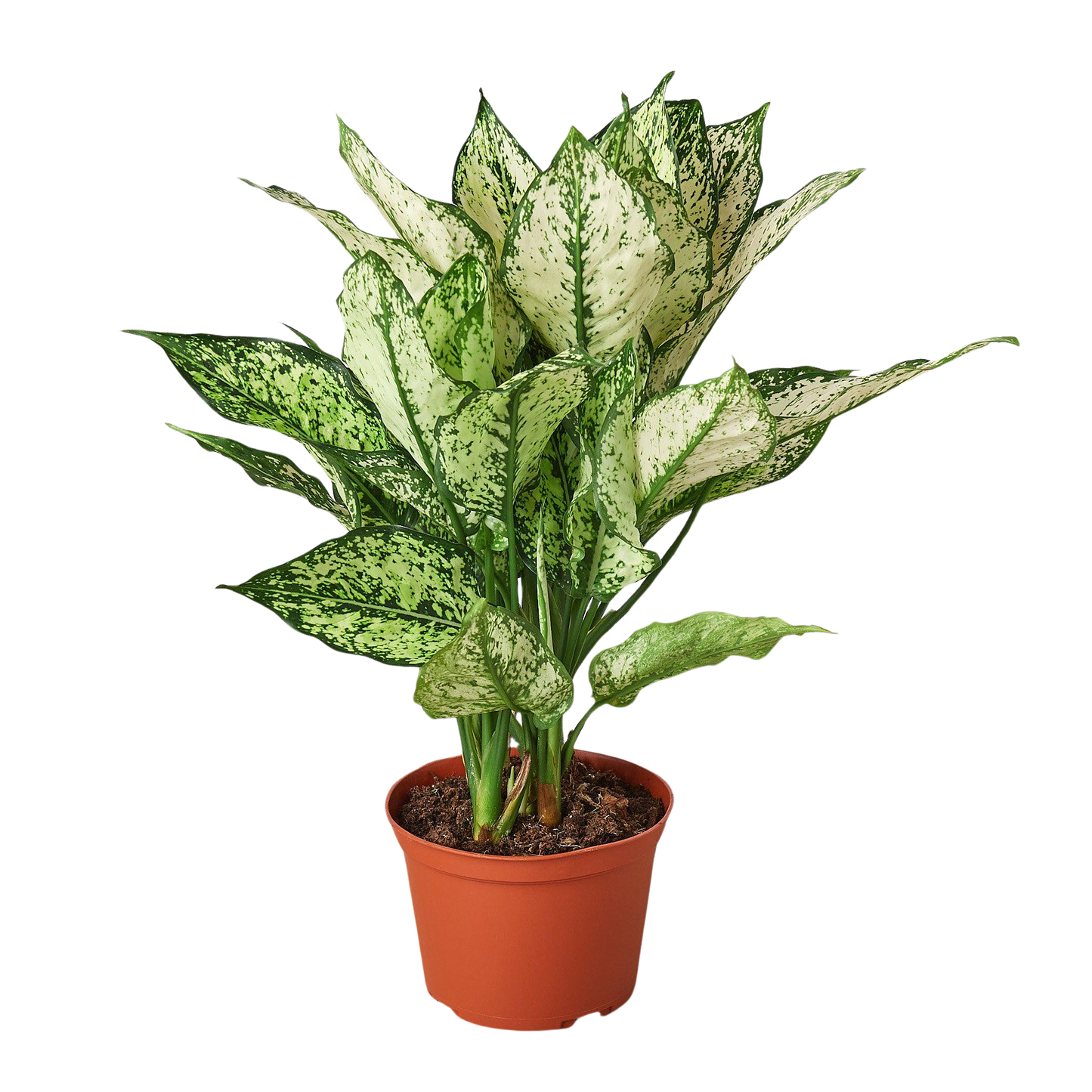 Chinese Evergreen 'First Diamond' House Plant Dropship Botani Haven