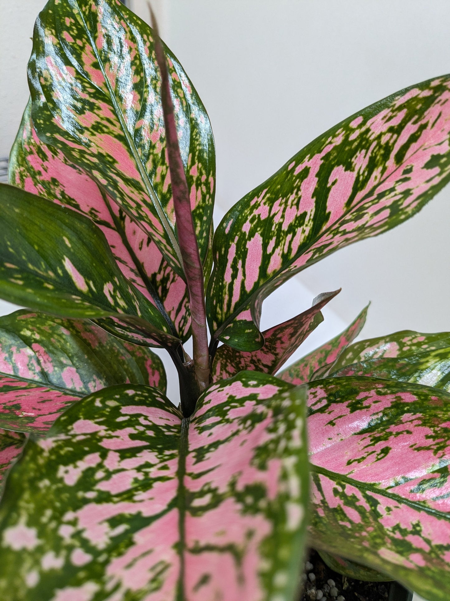 Chinese Evergreen 'Wishes' House Plant Wholesale Botani Haven