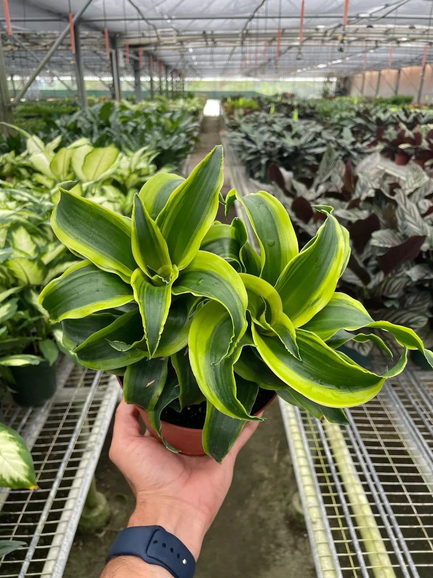 Dracaena 'Tornado' House Plant Dropship Botani Haven