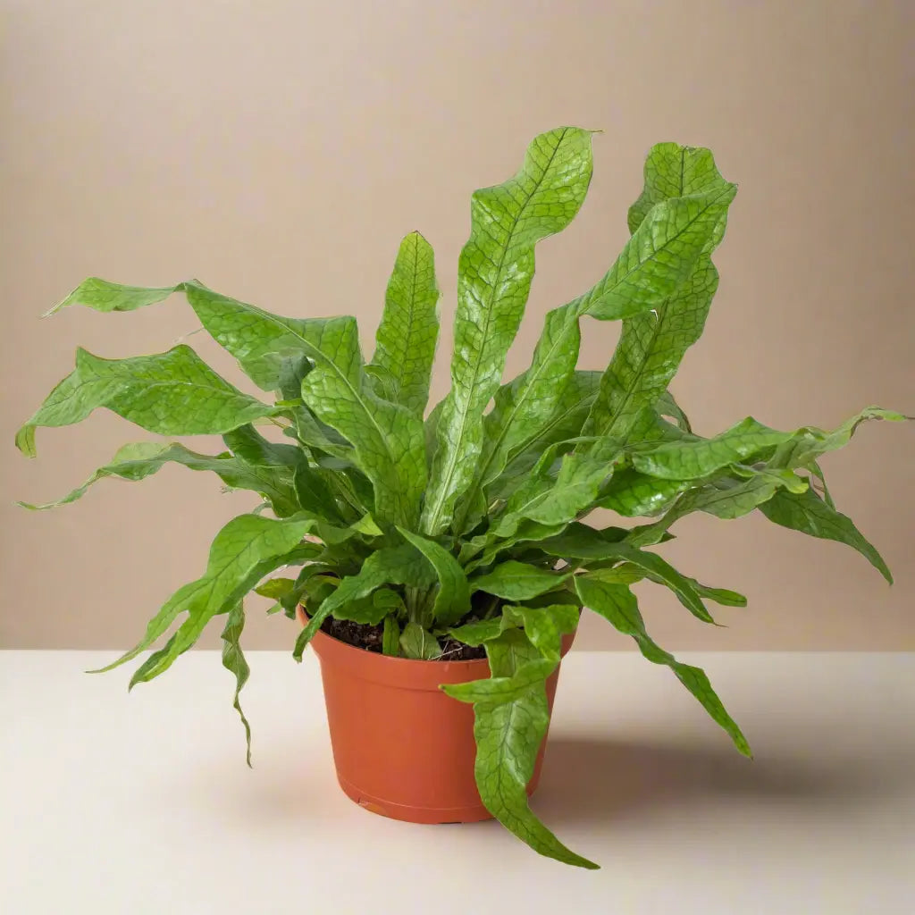 Fern 'Crocodile' House Plant Dropship Botani Haven