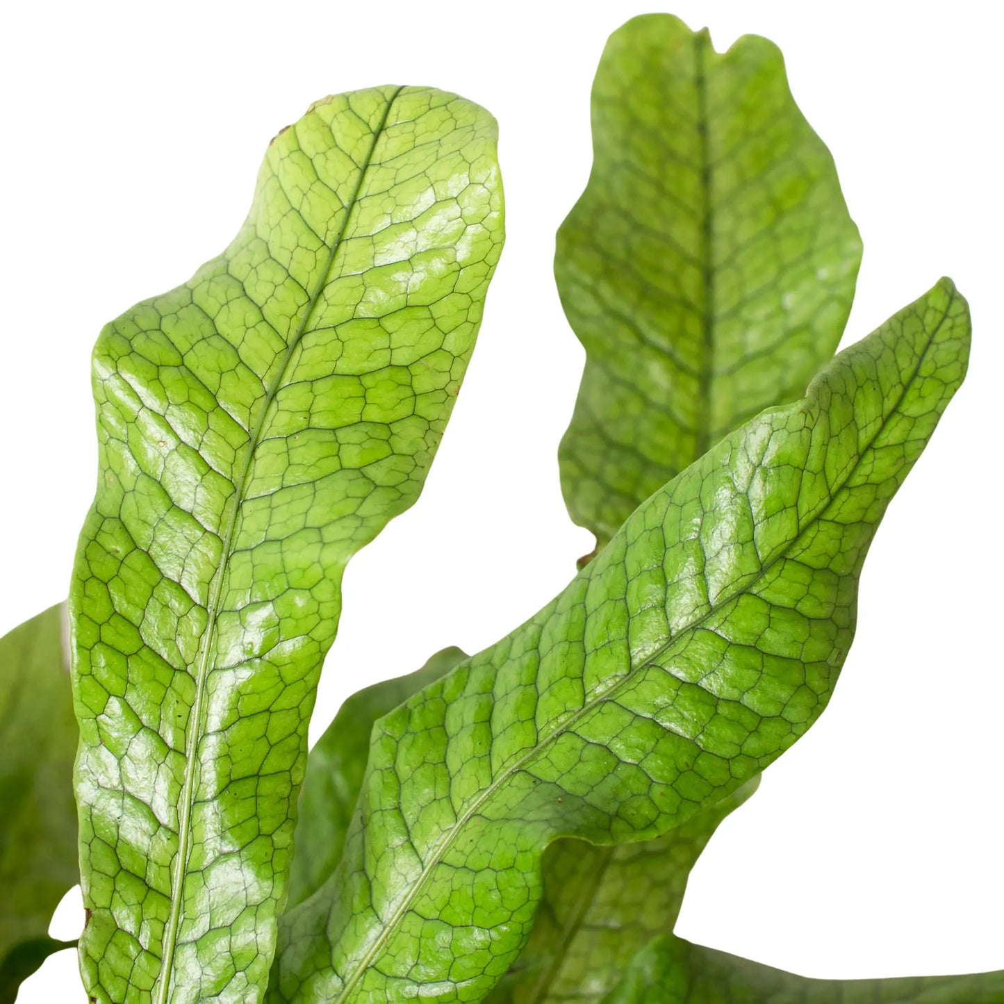 Fern 'Crocodile' House Plant Dropship Botani Haven