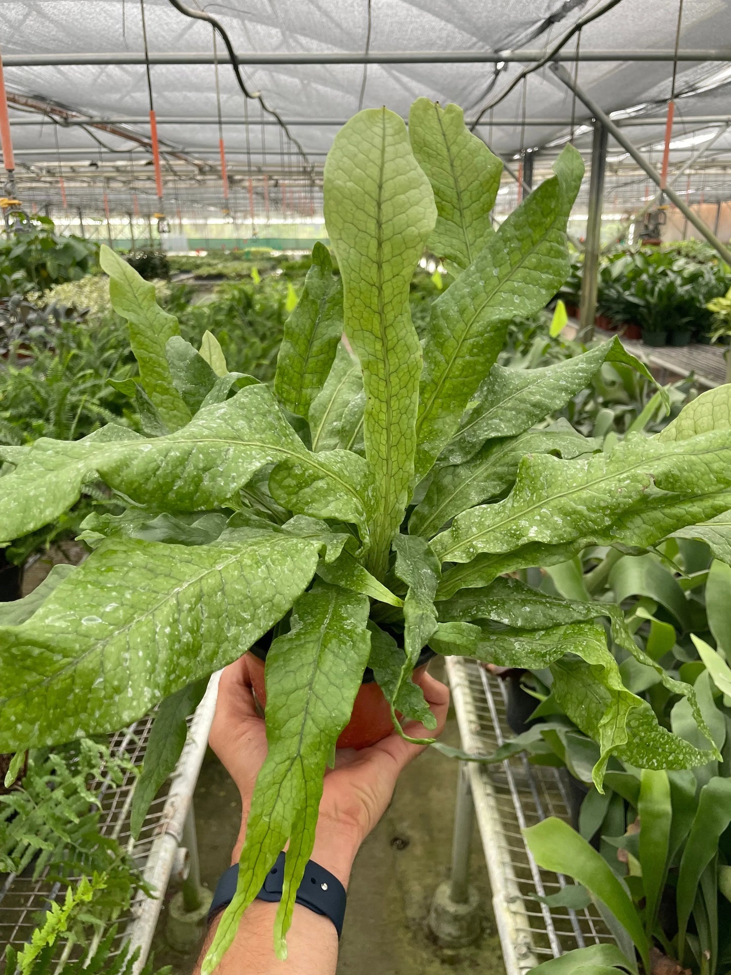 Fern 'Crocodile' House Plant Dropship Botani Haven