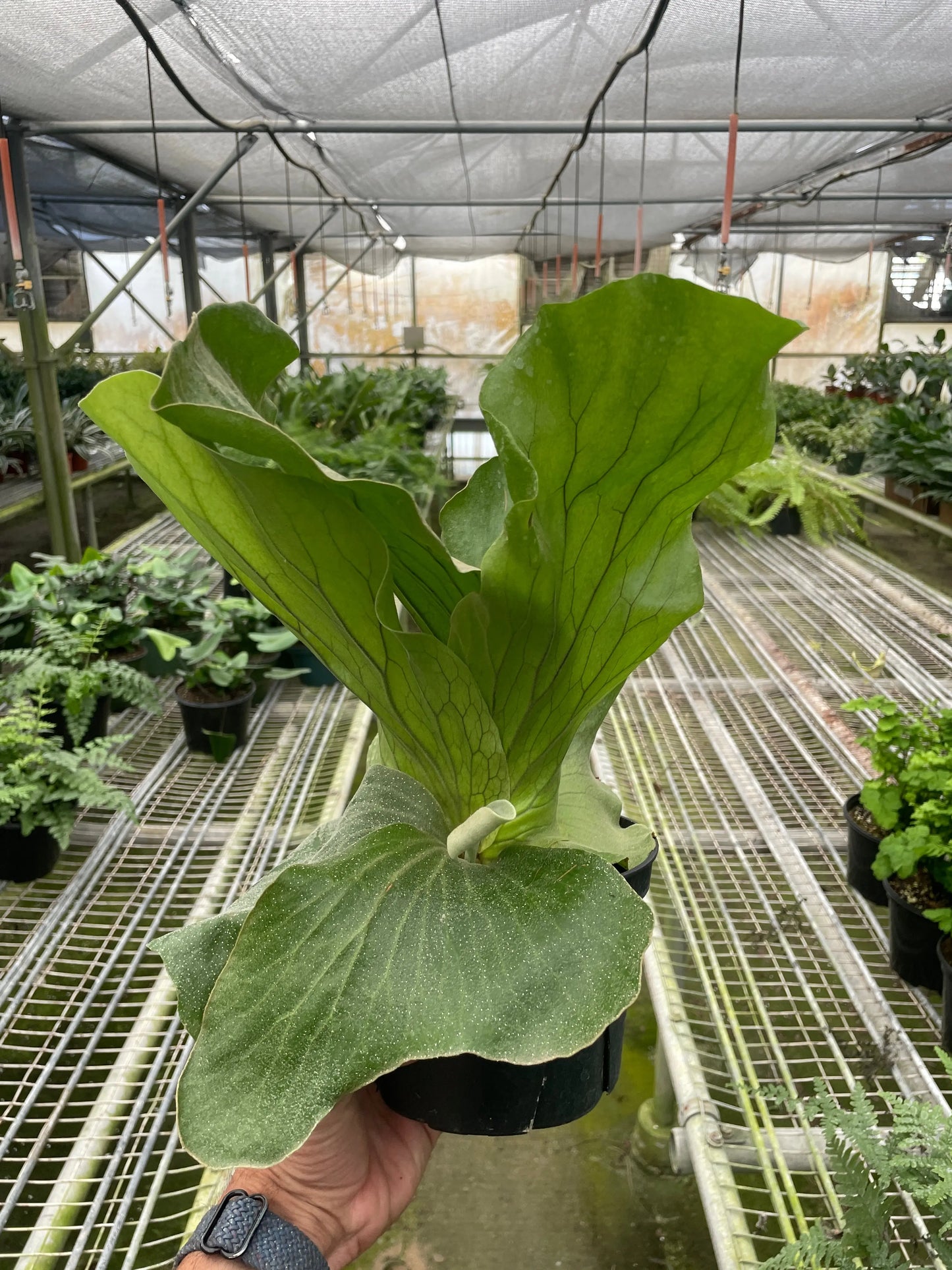 Fern 'Elephant' House Plant Dropship Botani Haven