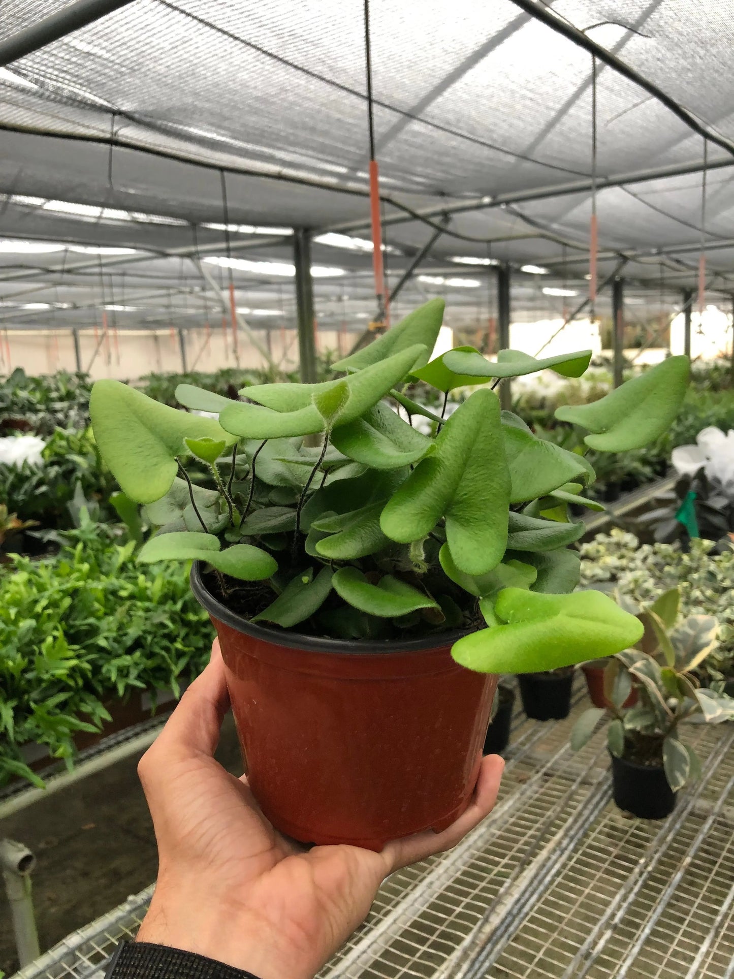 Fern 'Heart' House Plant Dropship Botani Haven