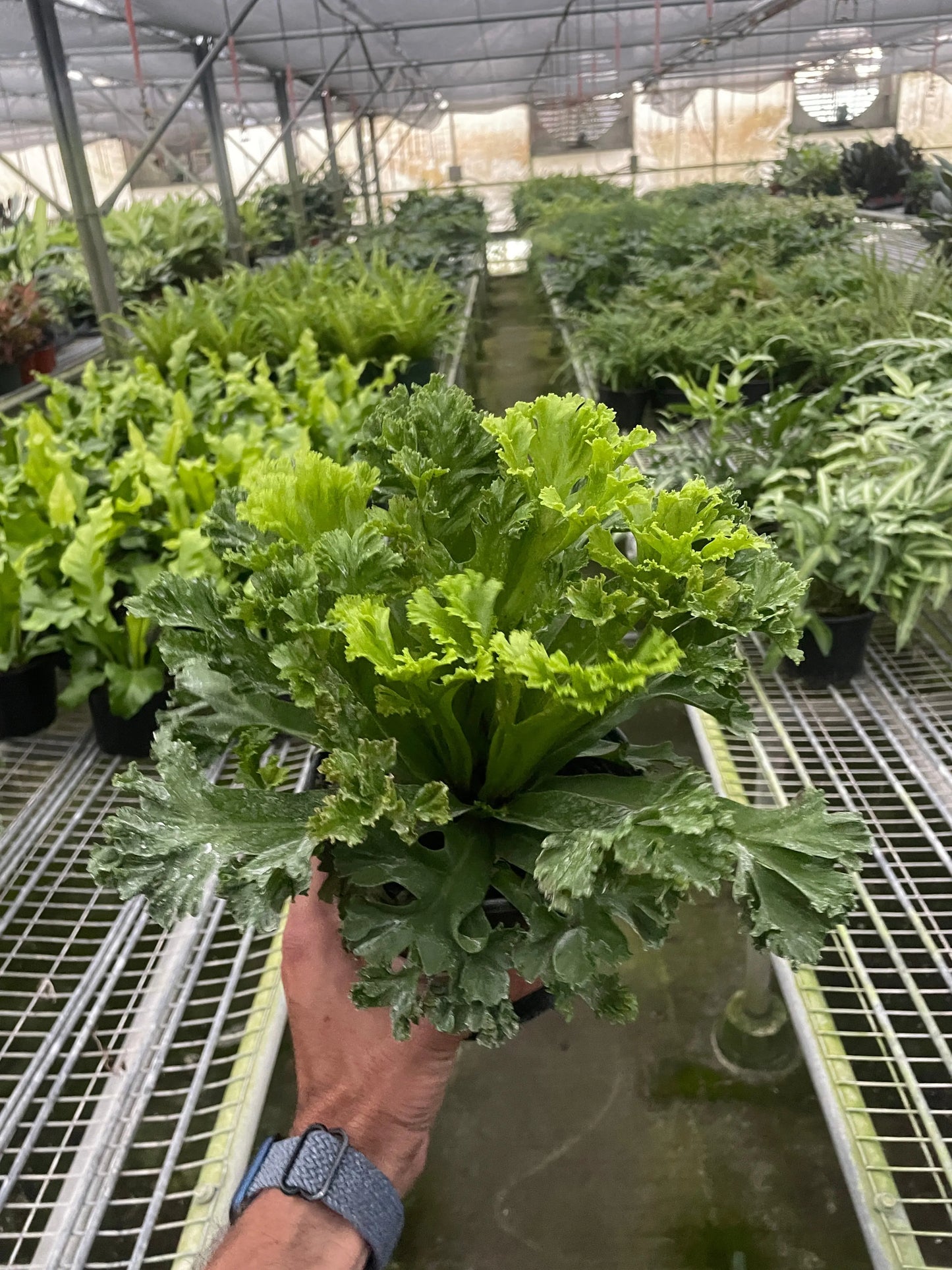 Fern 'Bird’s Nest Leslie' House Plant Dropship Botani Haven