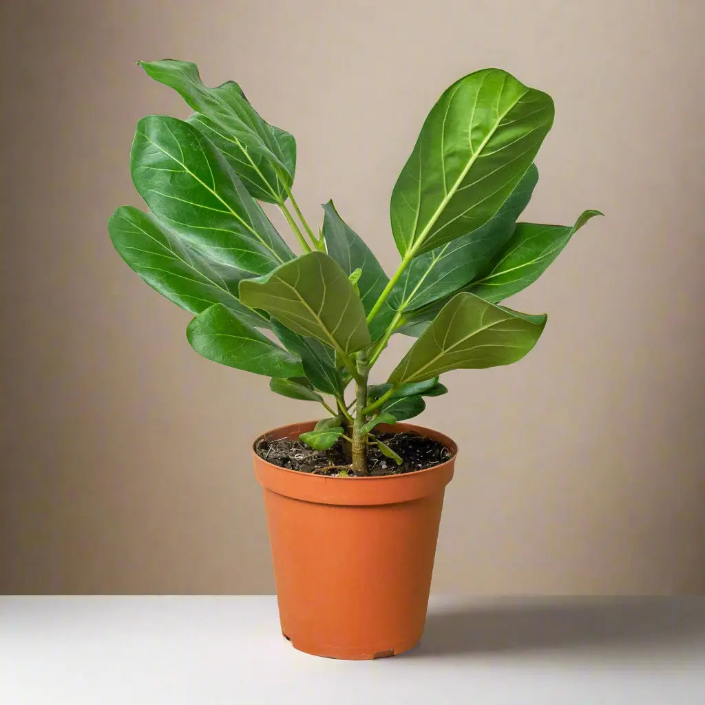 Ficus 'Audrey' House Plant Dropship Botani Haven