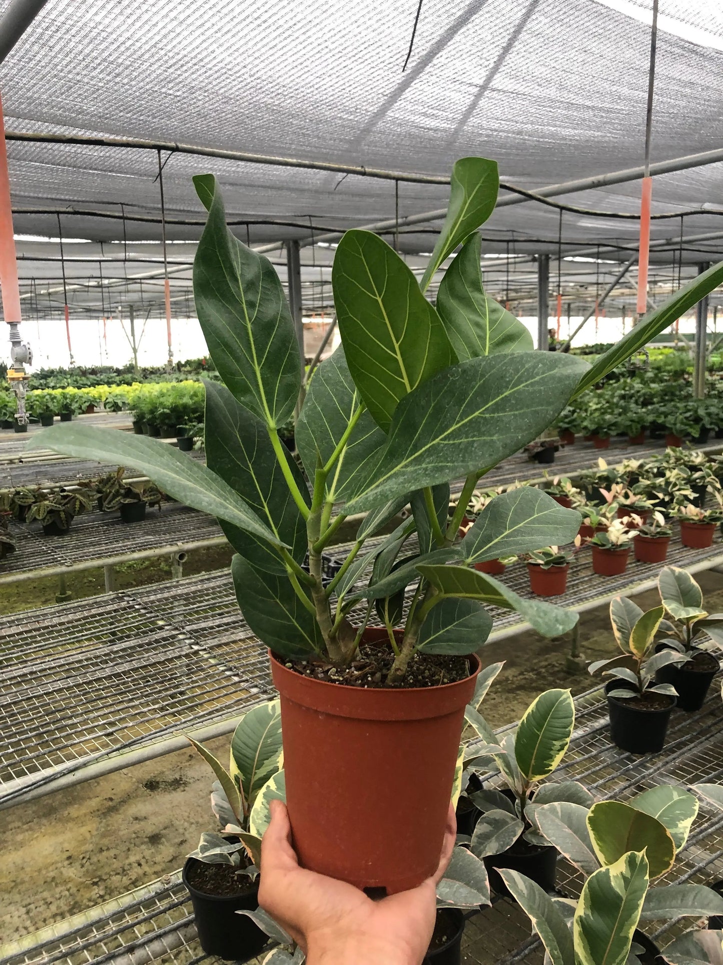 Ficus 'Audrey' House Plant Dropship Botani Haven