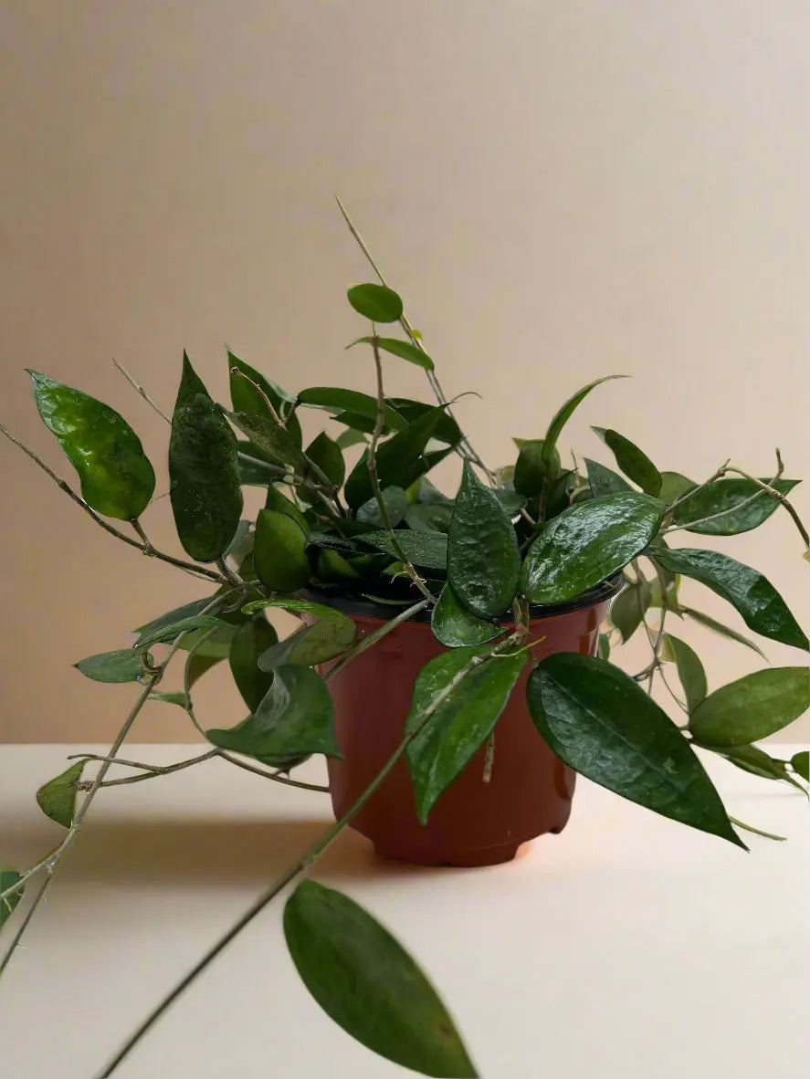Hoya 'Black Margin' House Plant Dropship Botani Haven