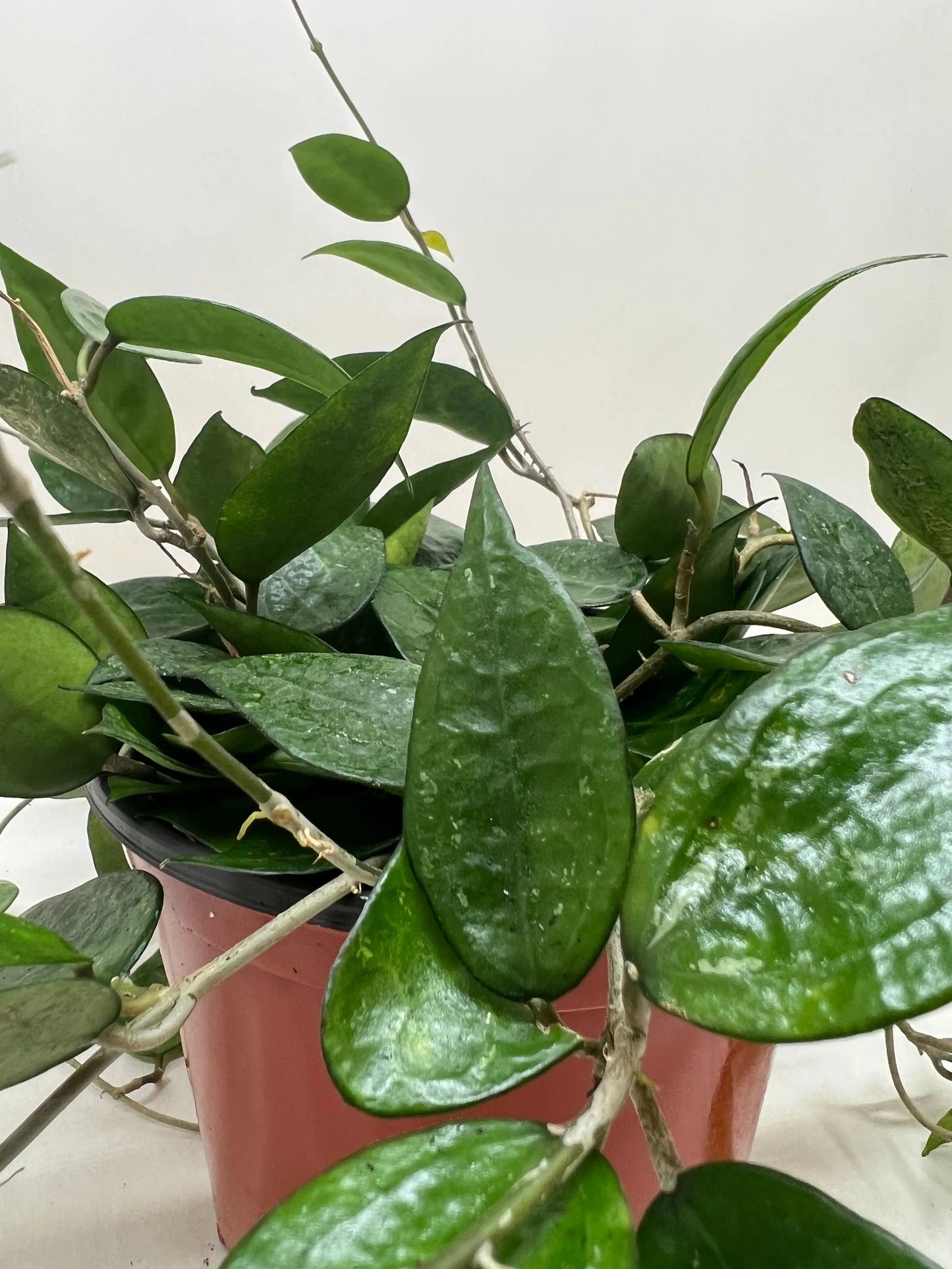 Hoya 'Black Margin' House Plant Dropship Botani Haven