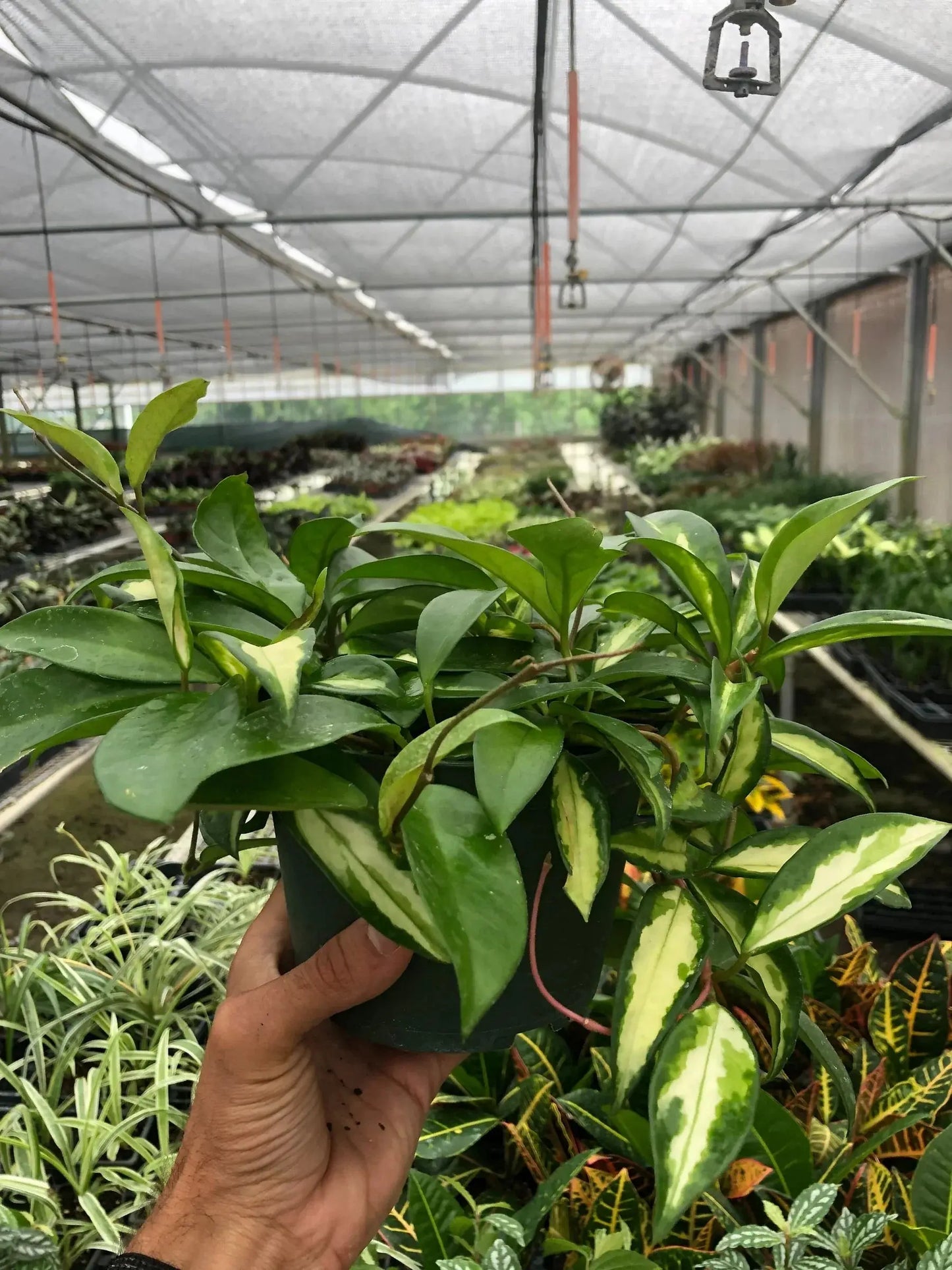 Hoya Carnosa 'Krimson Princess' House Plant Dropship Botani Haven