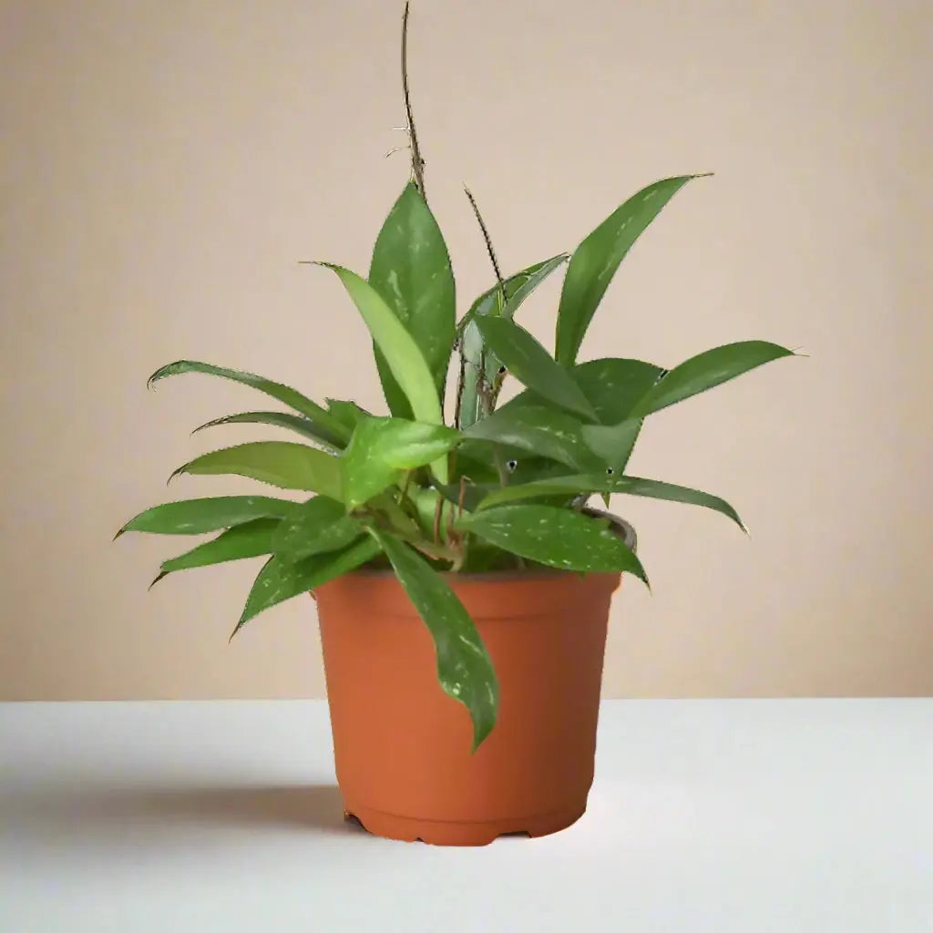 Hoya 'Publicalyx' House Plant Dropship Botani Haven