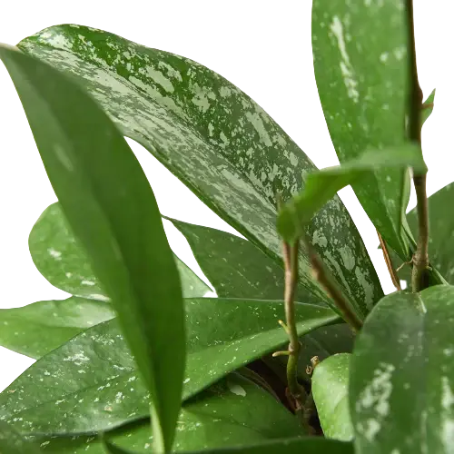 Hoya 'Publicalyx' House Plant Dropship Botani Haven