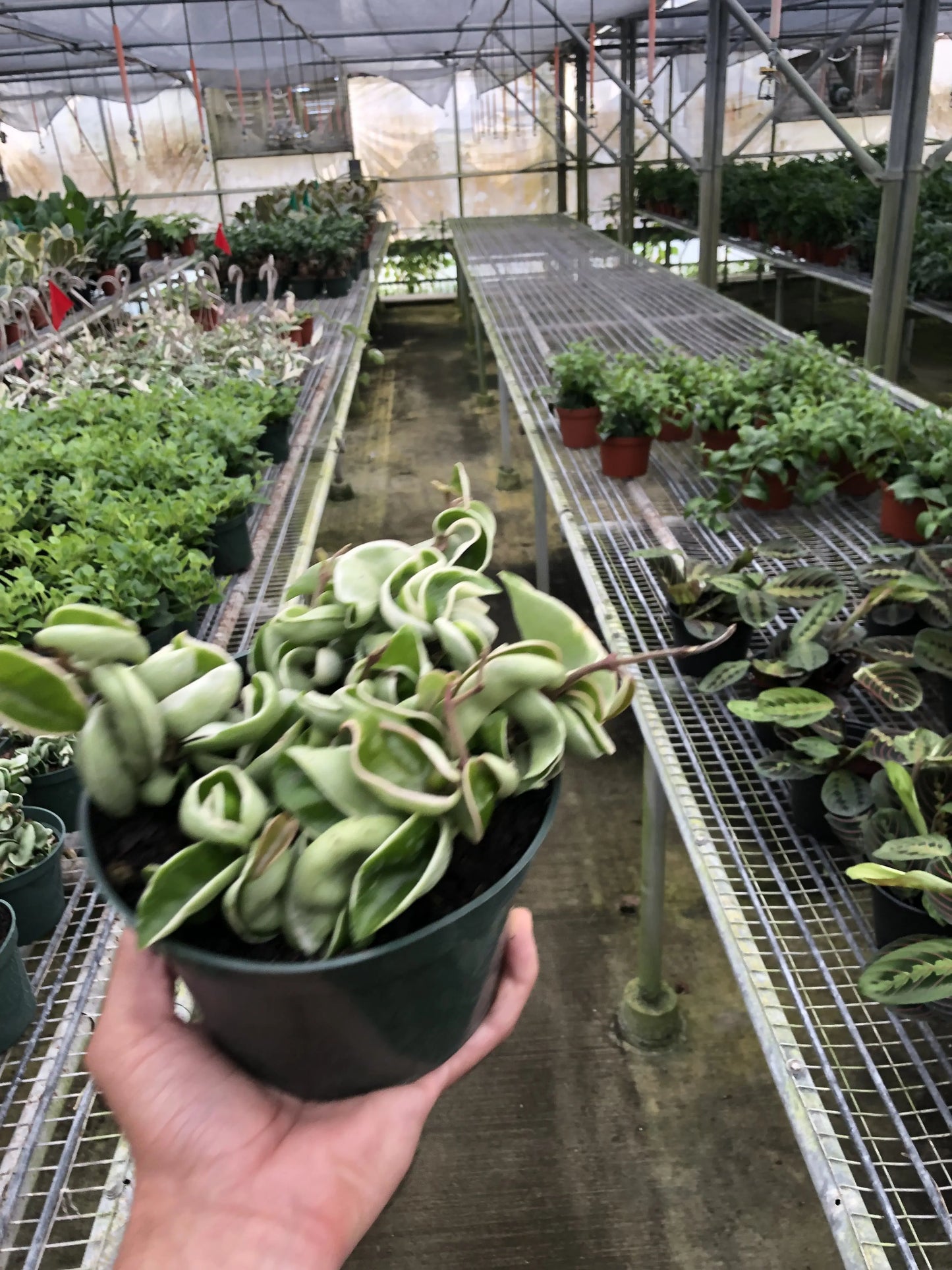 Hoya 'Rope Plant' Variegated House Plant Dropship Botani Haven