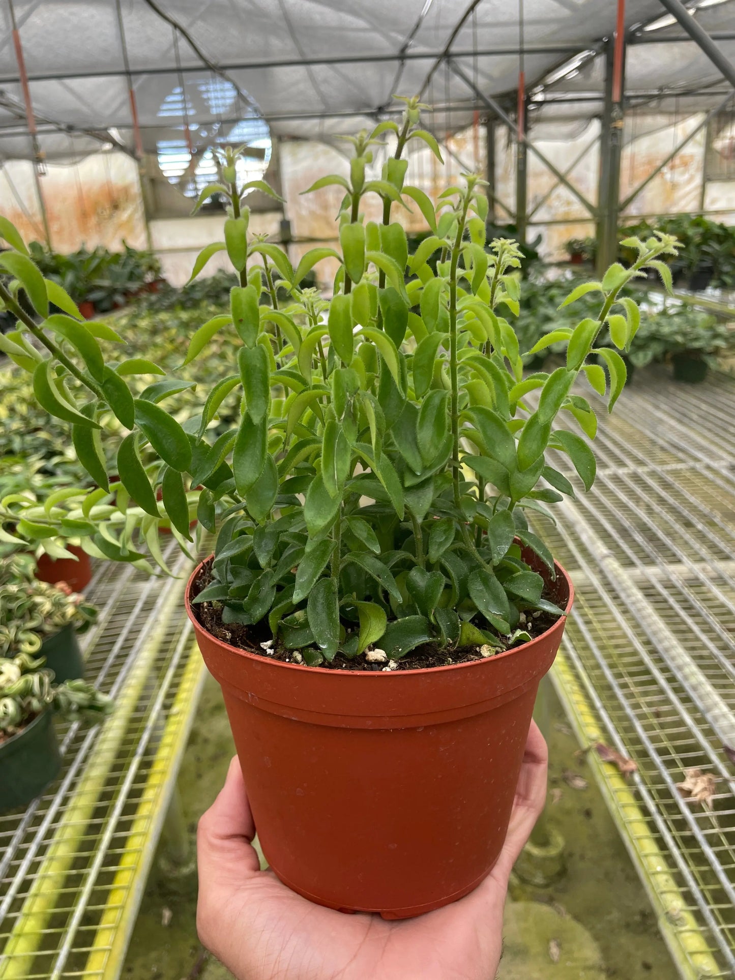 Curly Lipstick Plant House Plant Dropship Botani Haven
