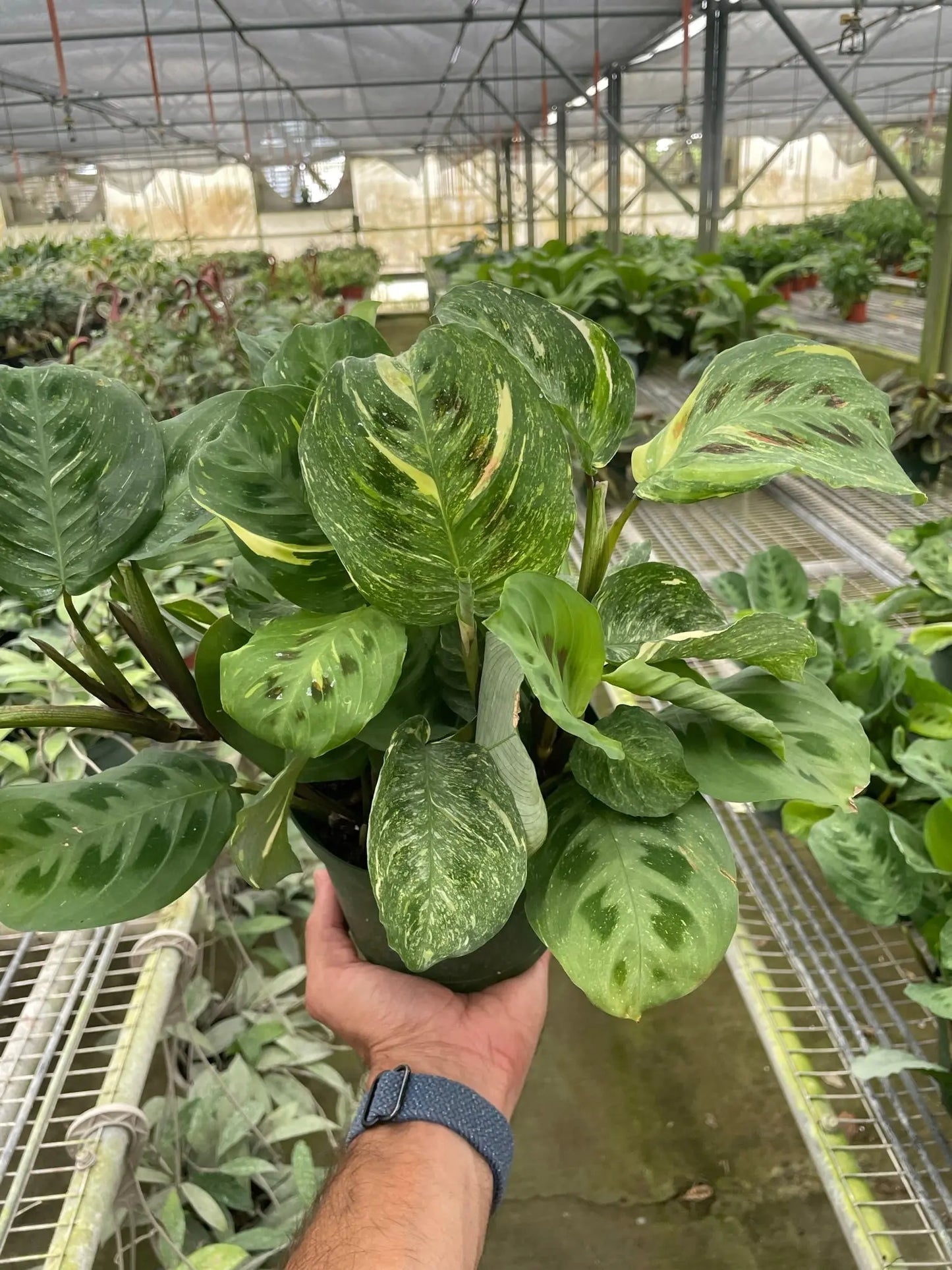 Maranta Variegated 'Beauty Kim' House Plant Dropship Botani Haven