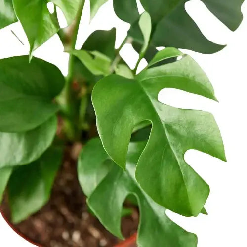 Philodendron 'Mini Monstera Minima' House Plant Dropship Botani Haven