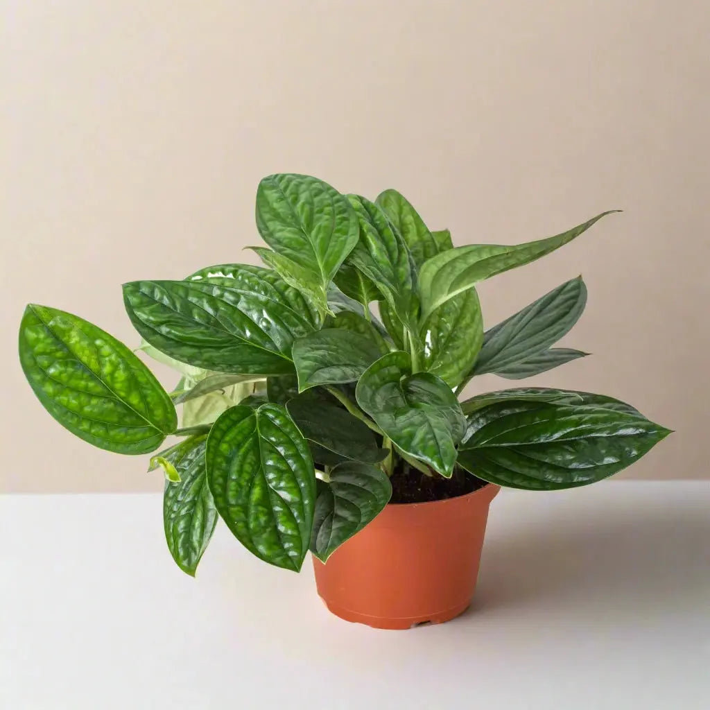 Monstera 'Peru' House Plant Dropship Botani Haven