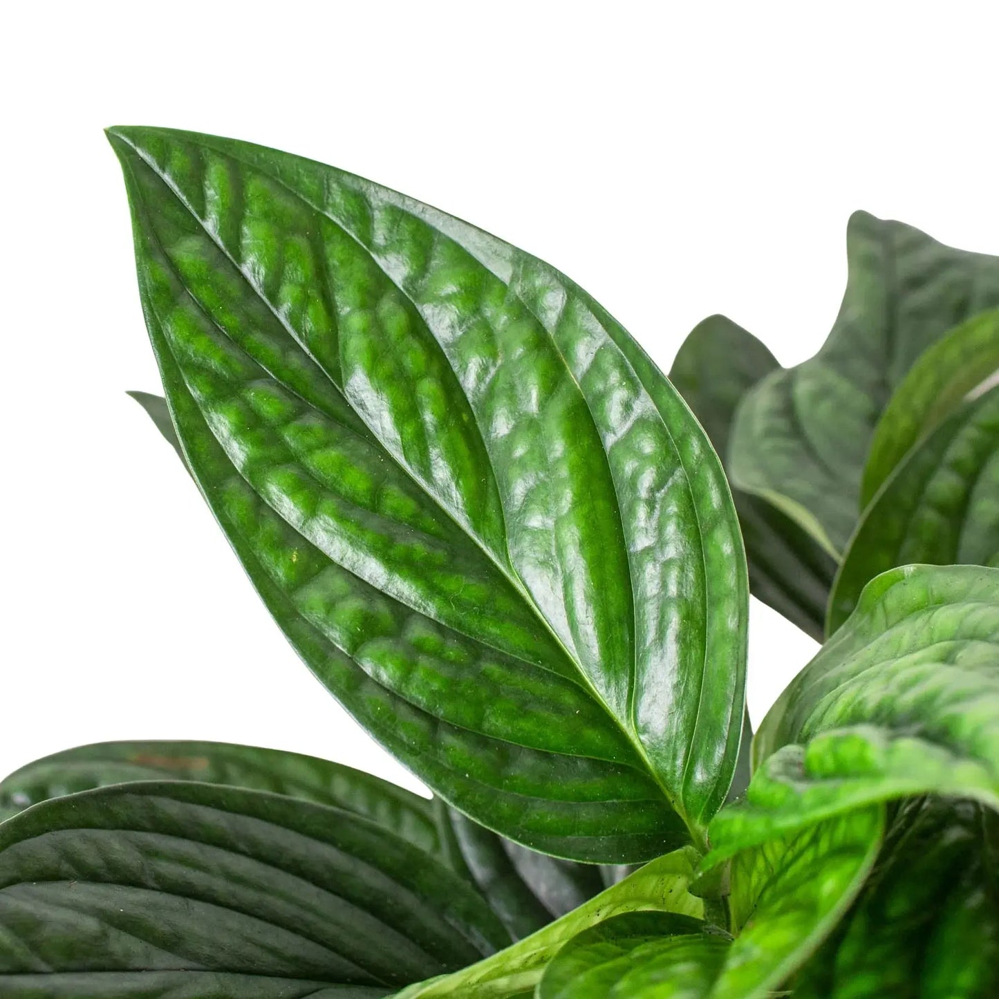 Monstera 'Peru' House Plant Dropship Botani Haven
