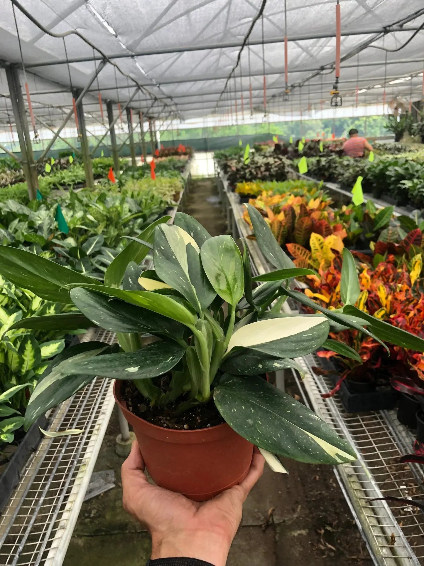 Monstera 'Standeleyana Albo Variegated' House Plant Dropship Botani Haven