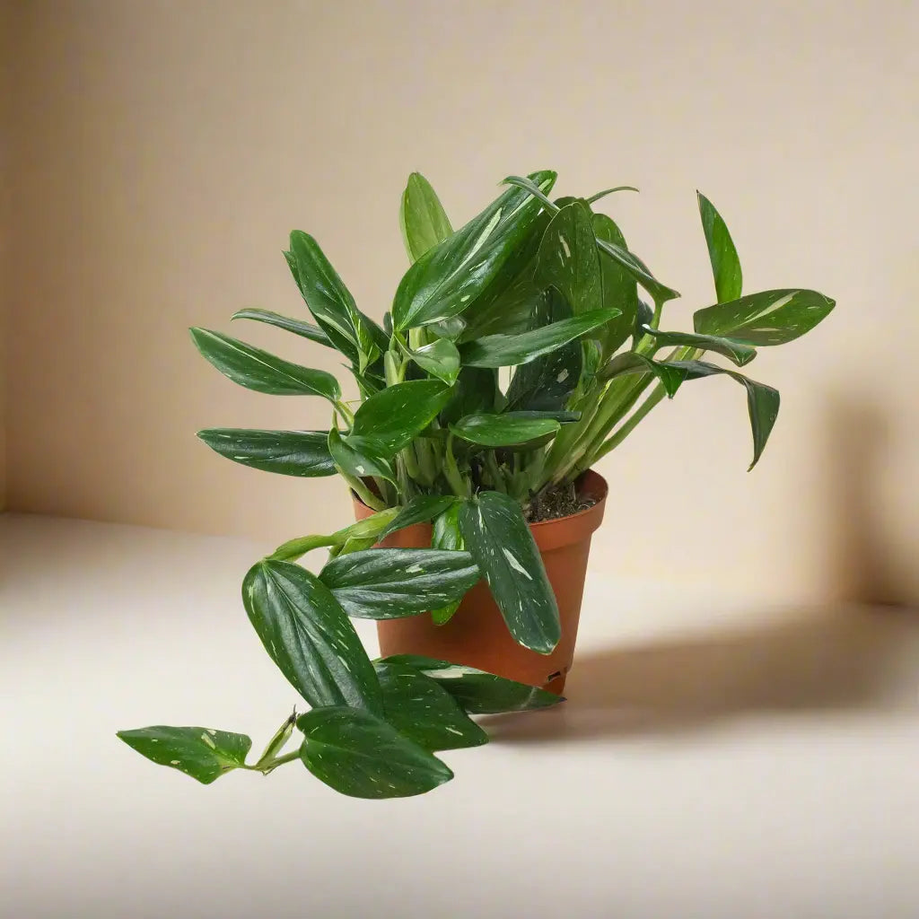 Monstera 'Standeleyana Albo Variegated' House Plant Dropship Botani Haven