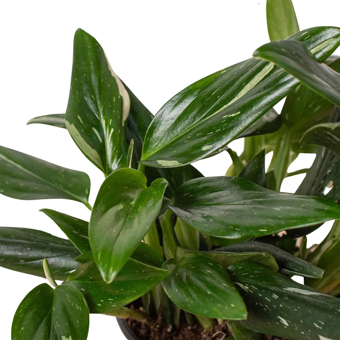 Monstera 'Standeleyana Albo Variegated' House Plant Dropship Botani Haven