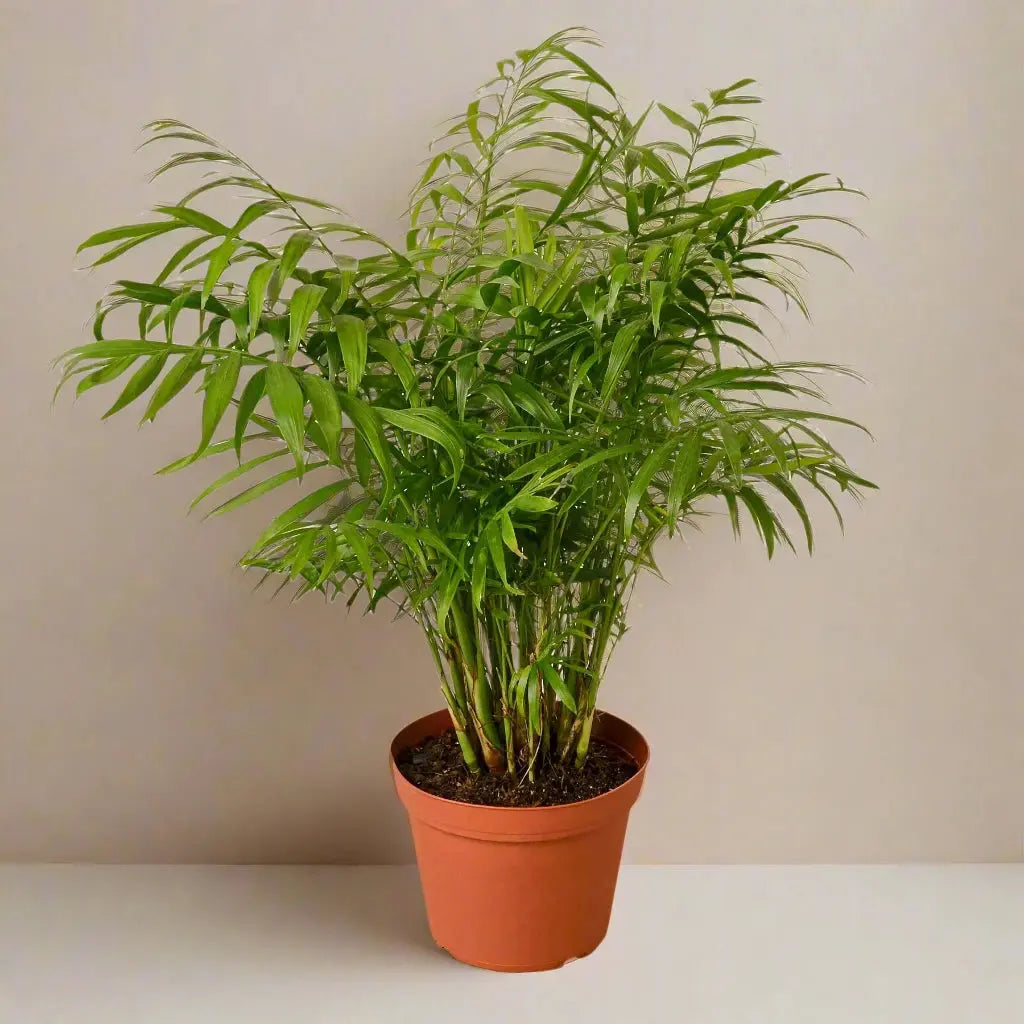 Parlor Palm House Plant Dropship Botani Haven